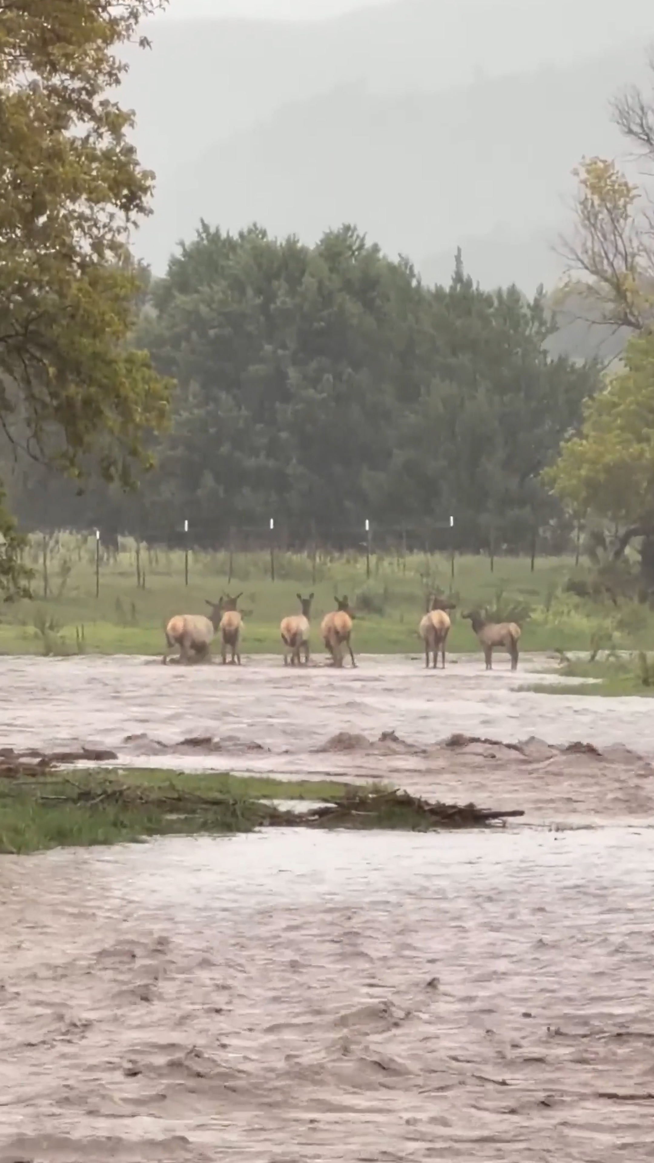 Raging water spooks elk herd