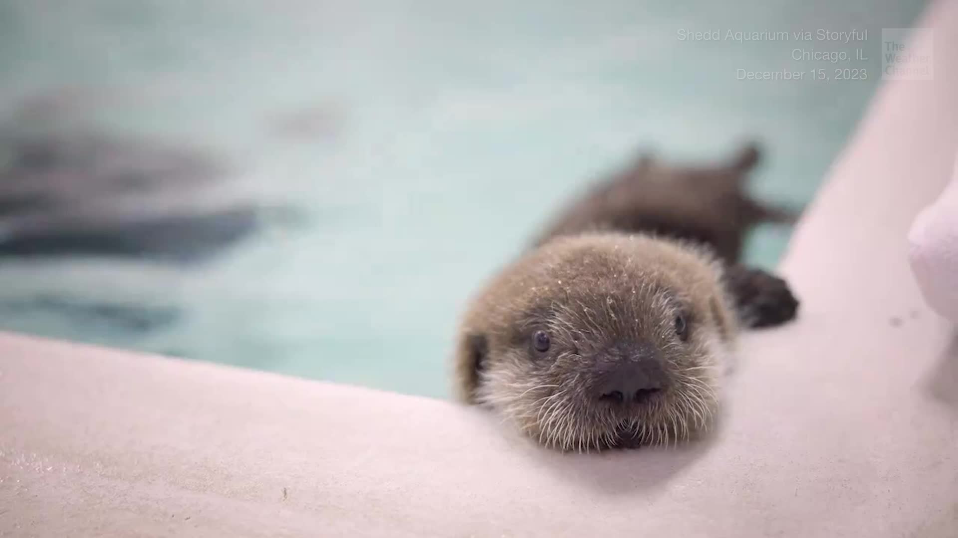 &lsquo;11 Pounds Of Pure Fluff&rsquo;: Rescued Otter's Delightful Antics