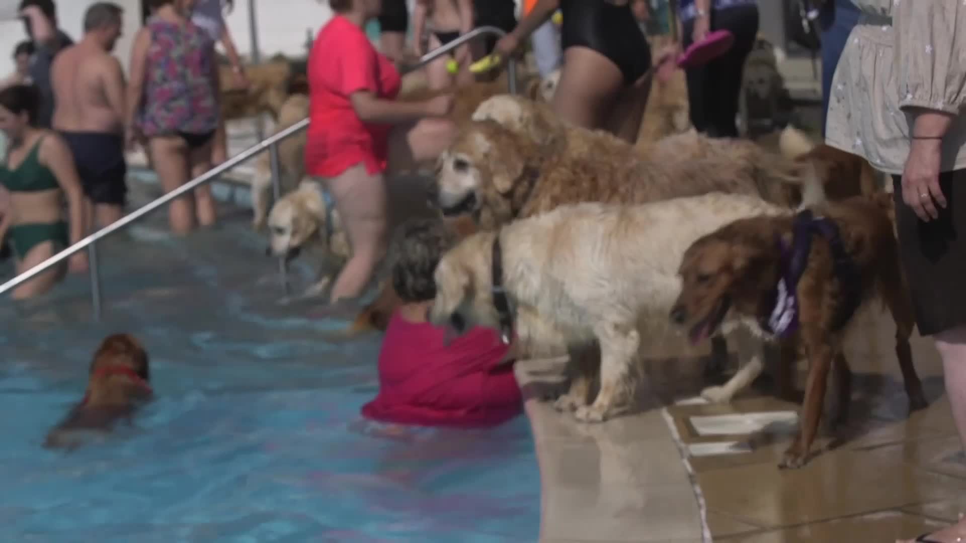 150 Golden Retrievers Make A Splash To Beat The Heat