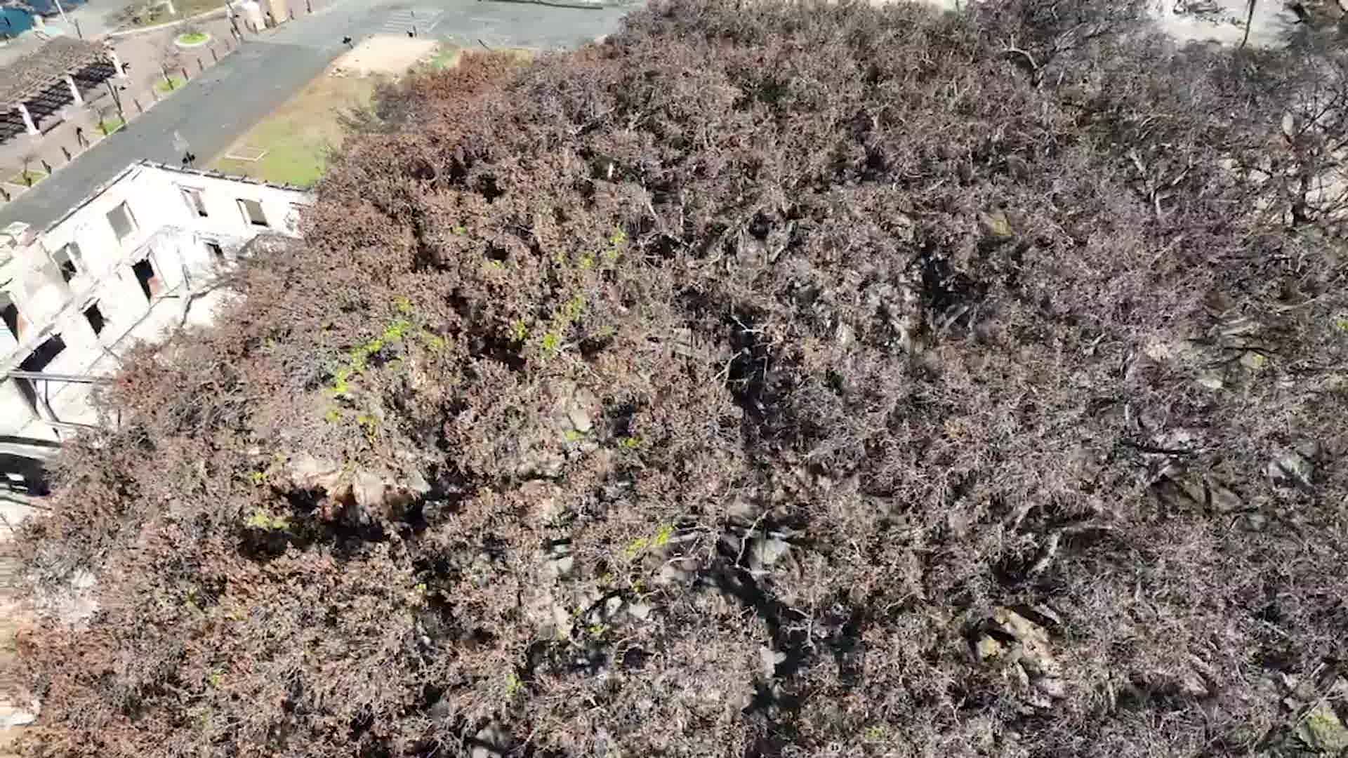 150-Year-Old Banyan Tree Sprouting New Life