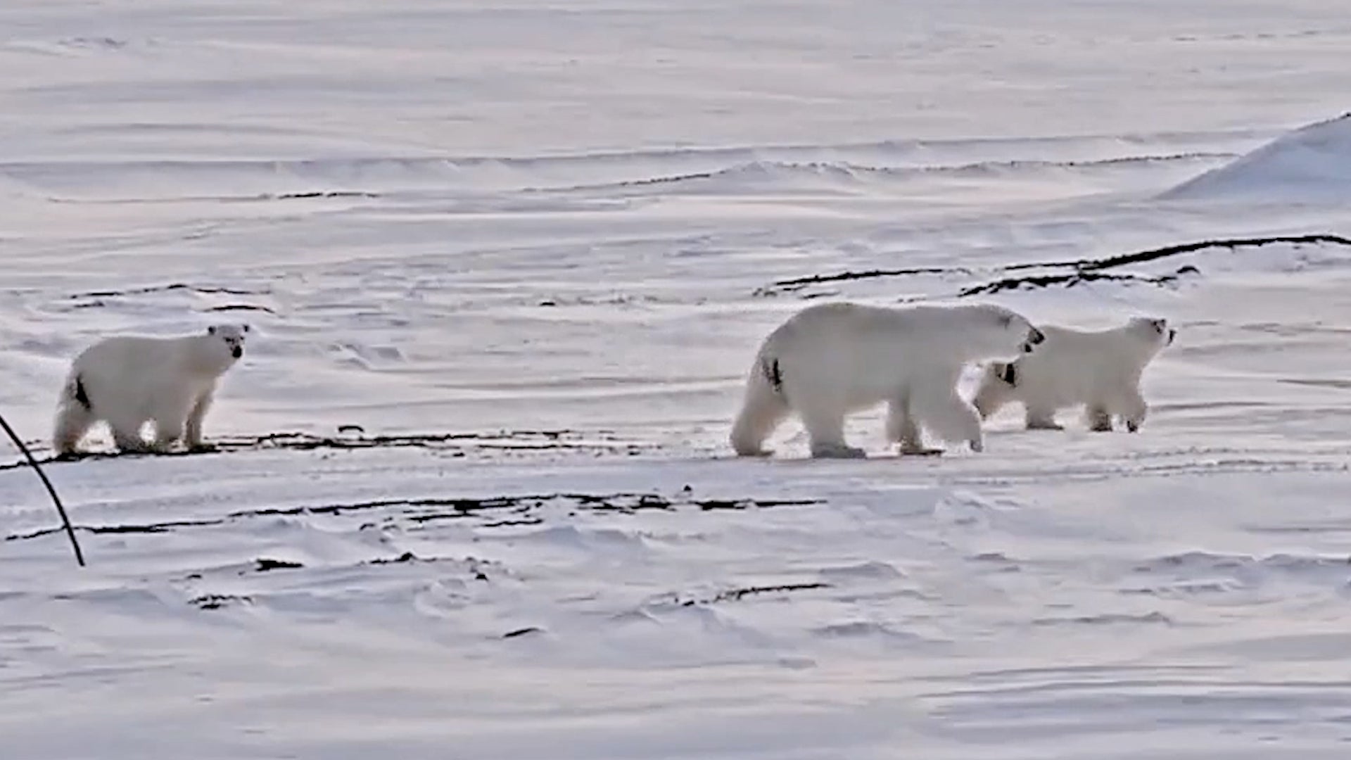 'Bear-dar&rsquo; safely spots polar bears in the High Arctic