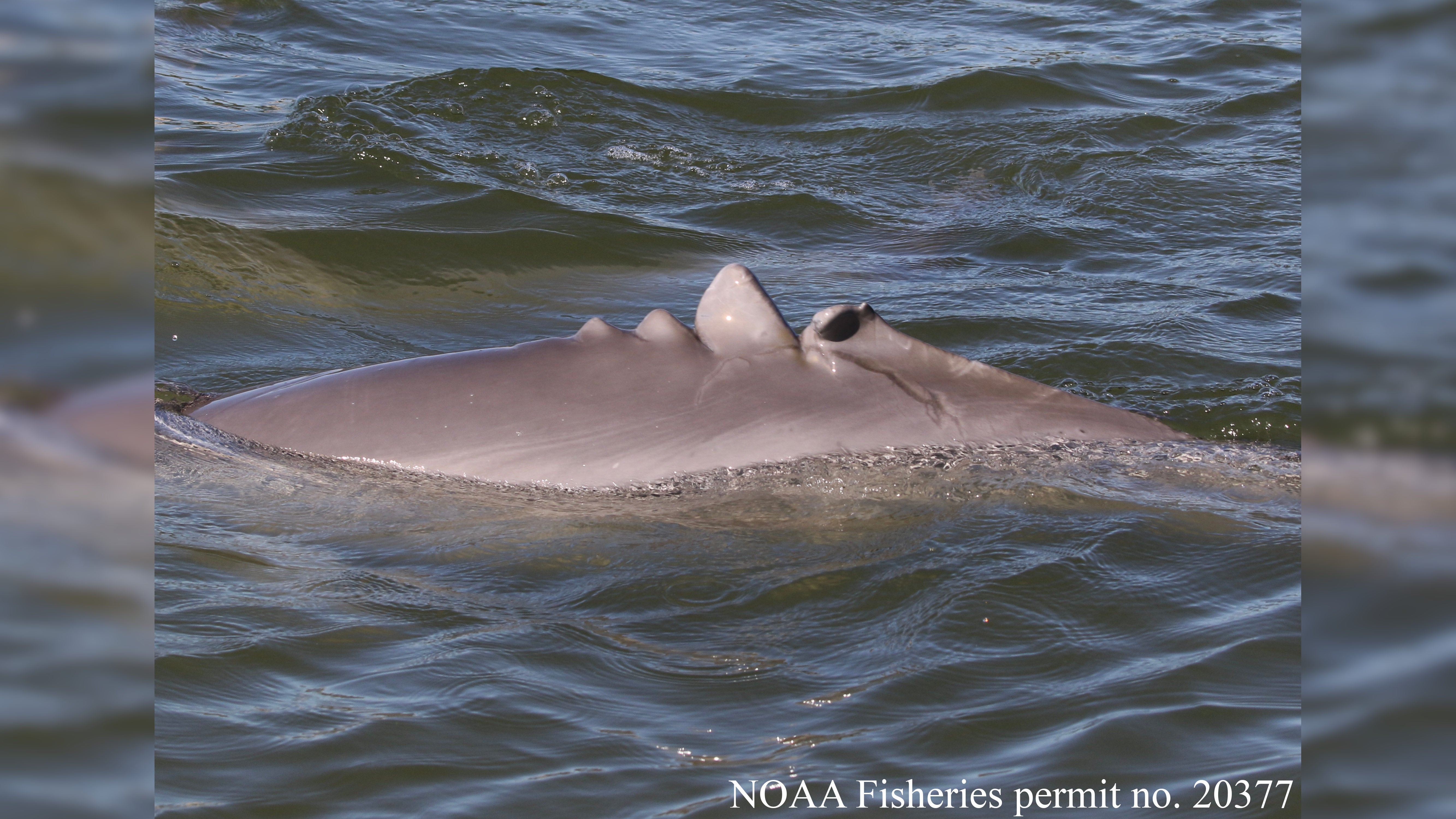 A dolphin in Mosquito Lagoon on the east coast of Florida with healing injuries from a severe boat strike in 2019