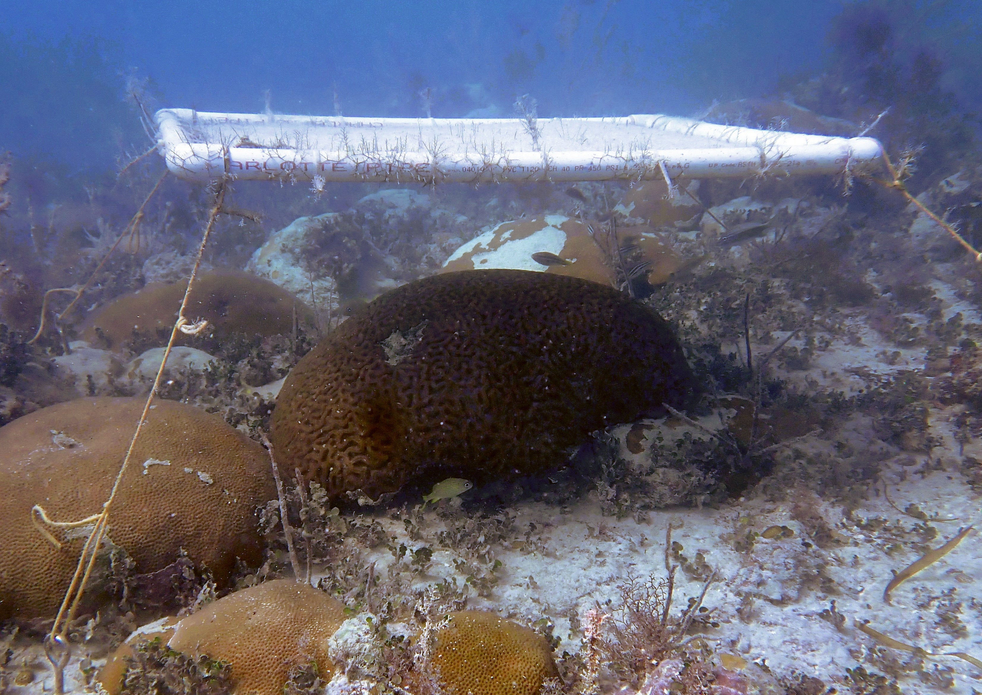 Underwater reef scene with brain coral colonies and a PVC pipe frame marker anchored to the seafloor