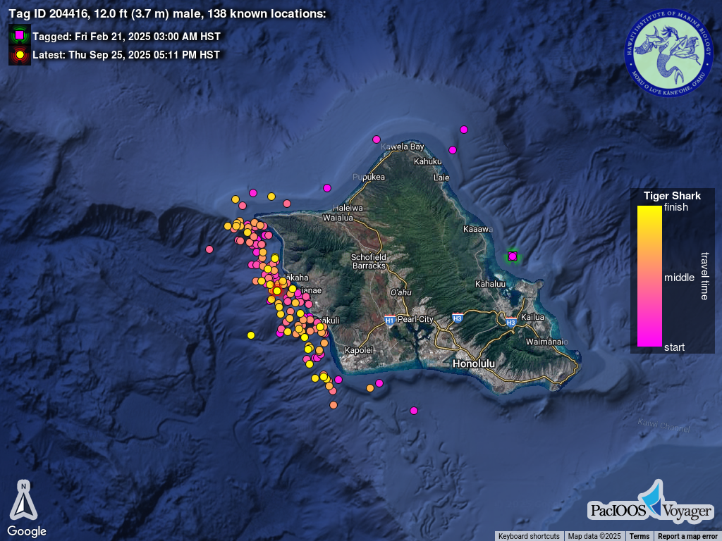 Satellite map of Oʻahu with tiger shark tracking points clustered offshore along the west coast and a few scattered around the island