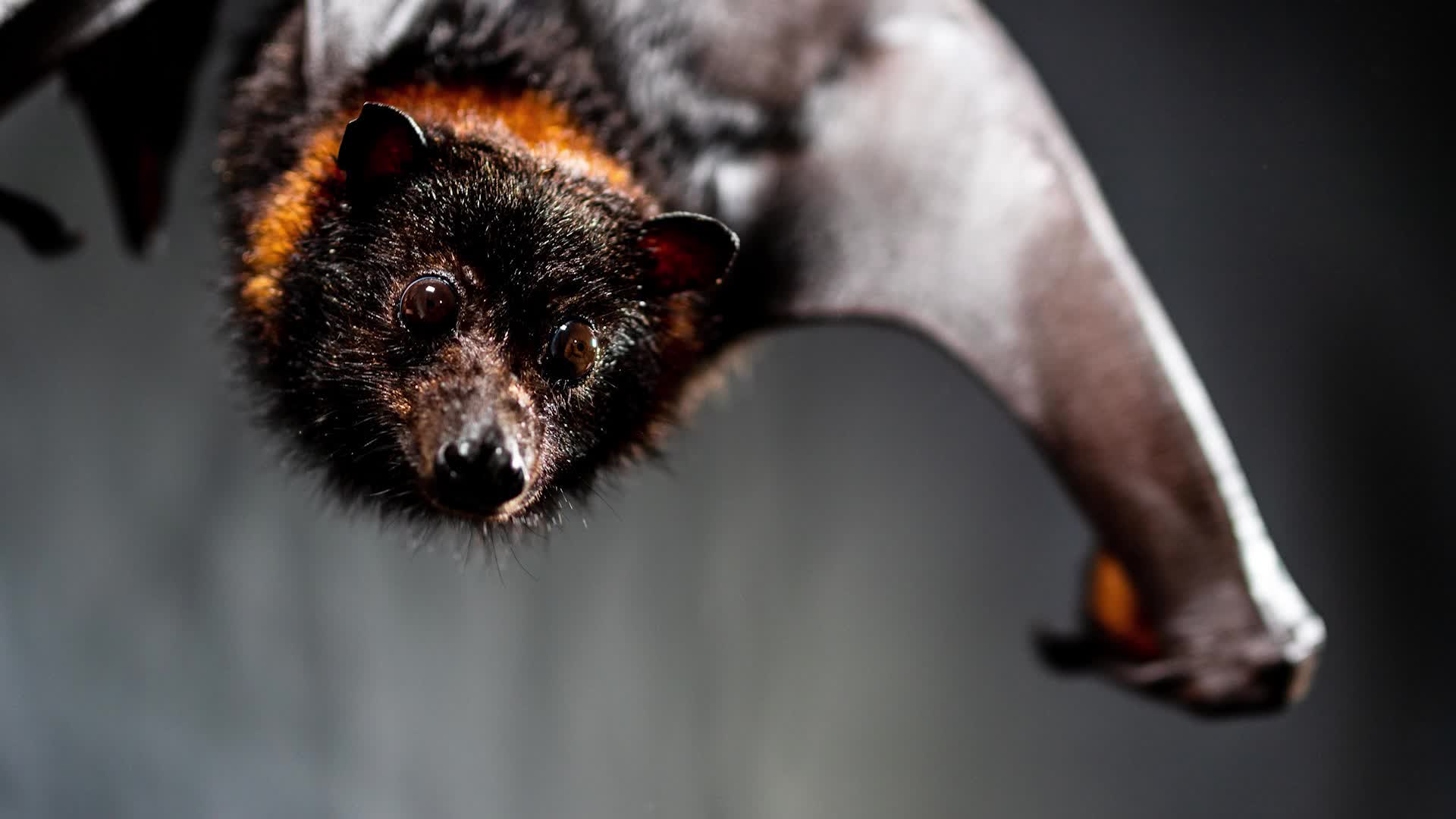 21 Species Removed From Endangered List, Found Extinct