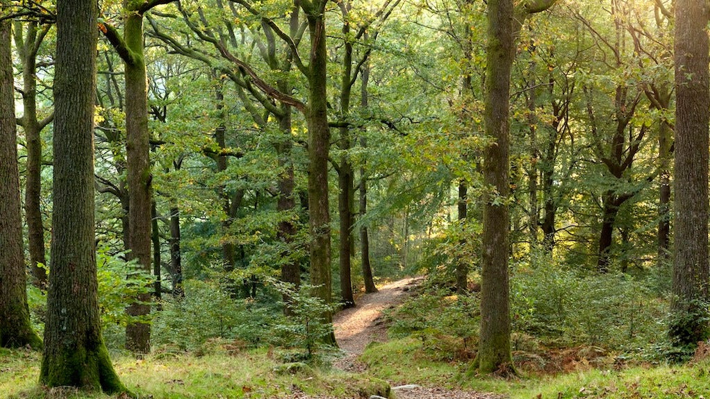 This is an image of an oak tree forest.