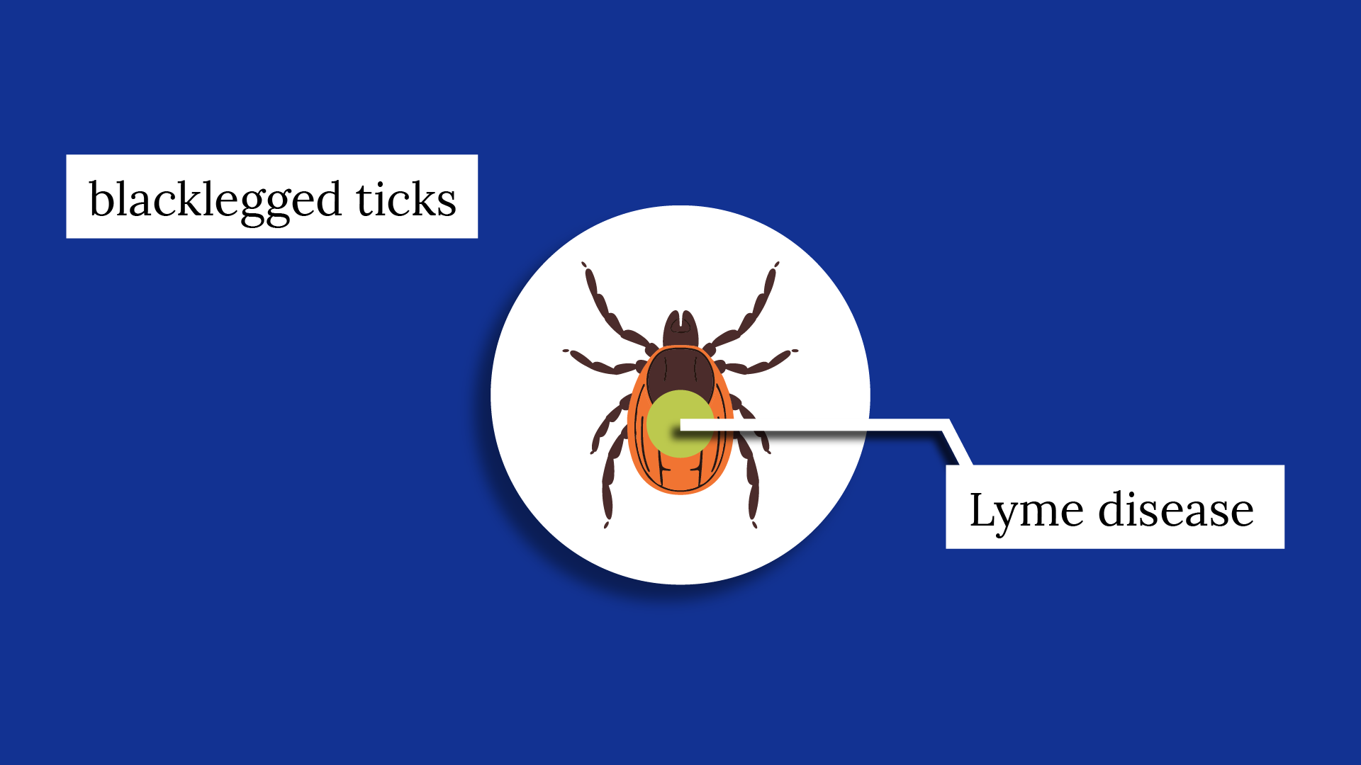 A visualization of a blacklegged tick, also known as a deer tick, which can carry Lyme disease.