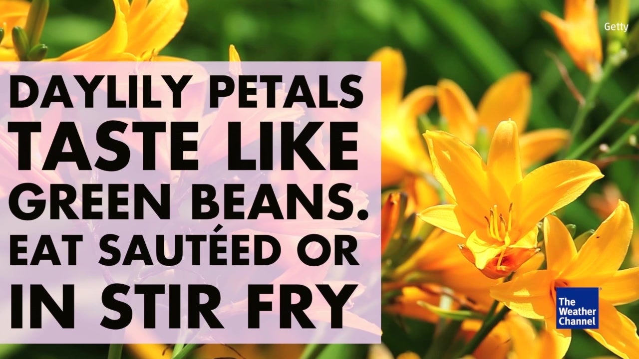 3 Incredible Edible Flowers