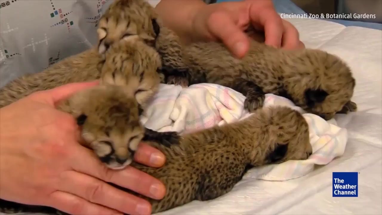 5 Cheetah Cubs Born by Rare C-Section
