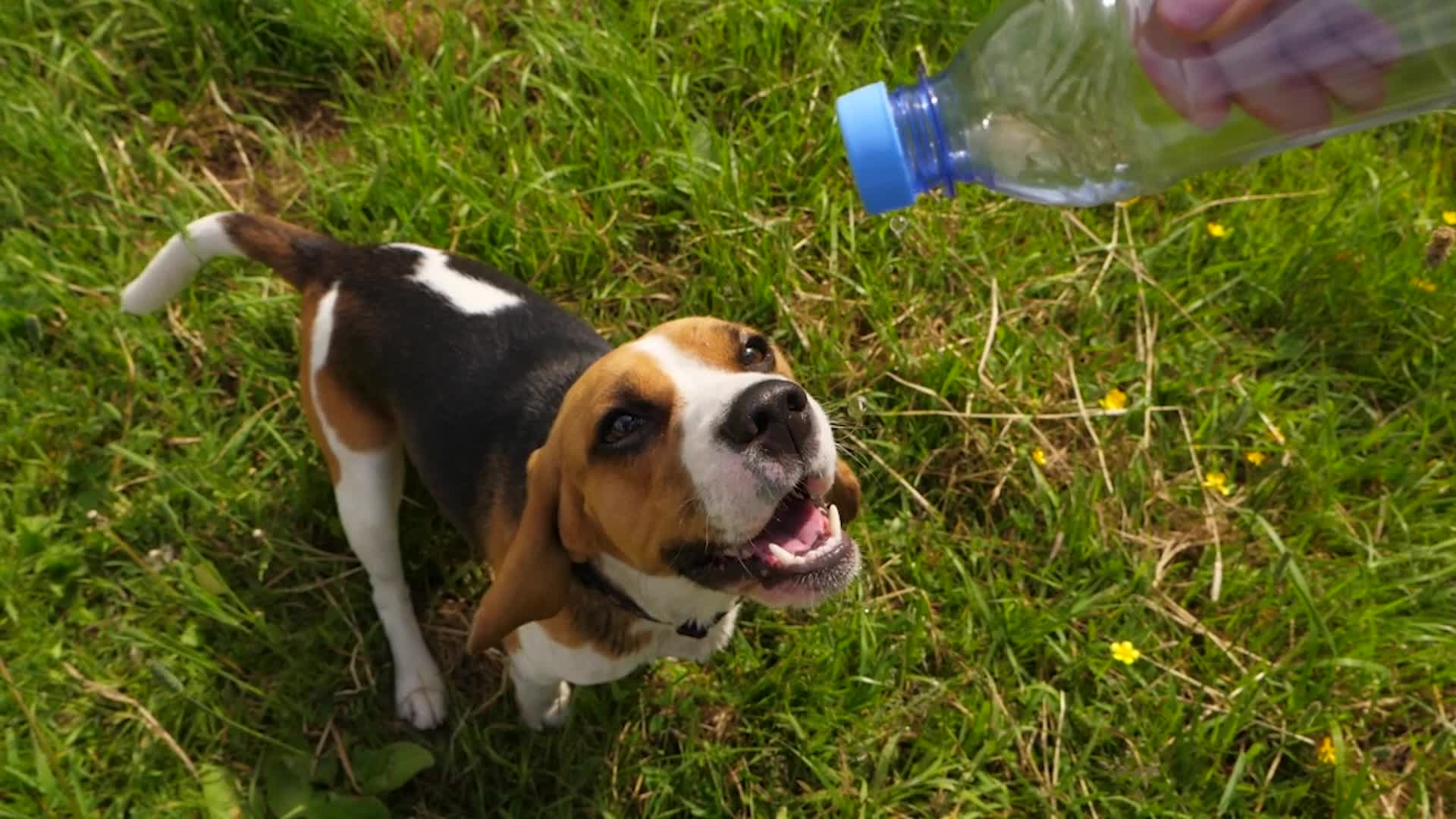 5 Dog Breeds That Are Great For Hot Weather