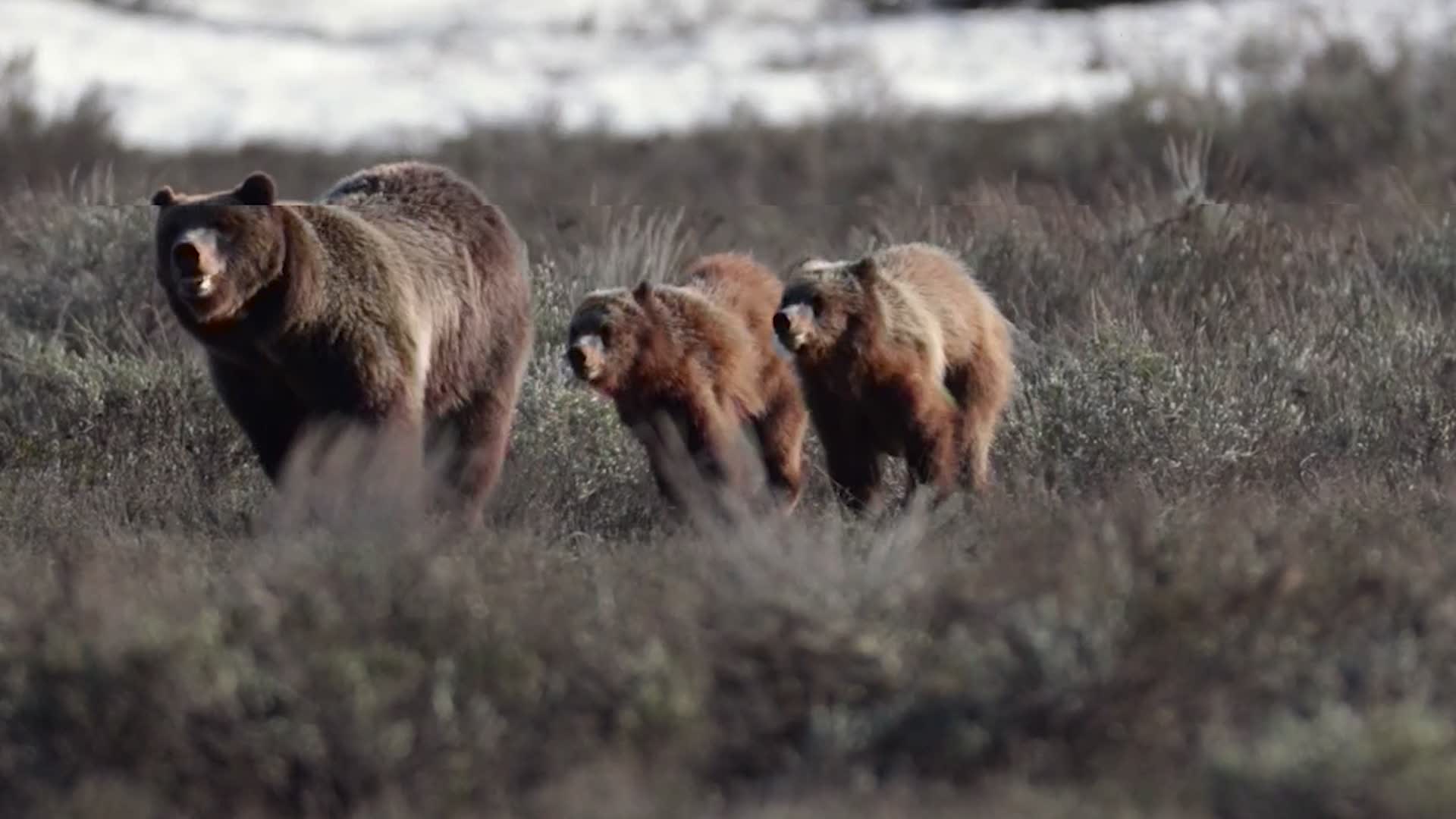 5 Endangered Species Act Success Stories