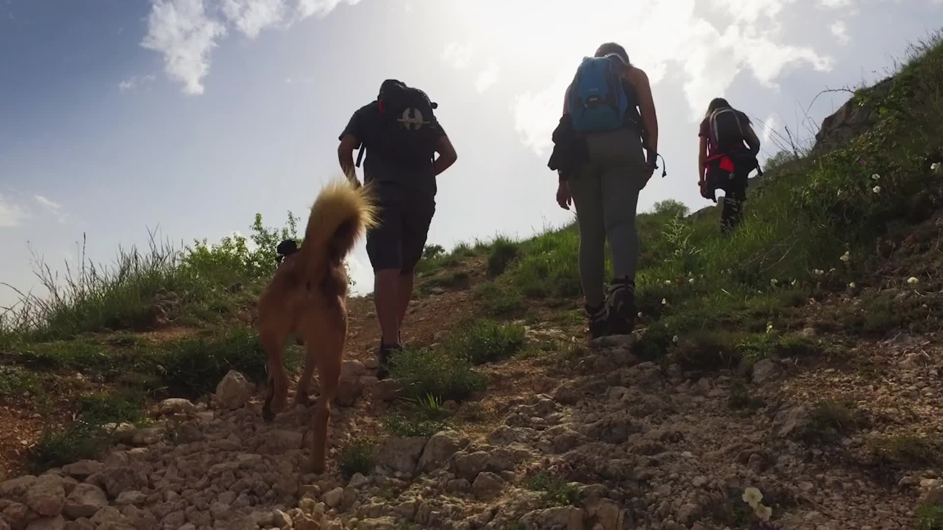 5 National Parks That Are Dog-Approved