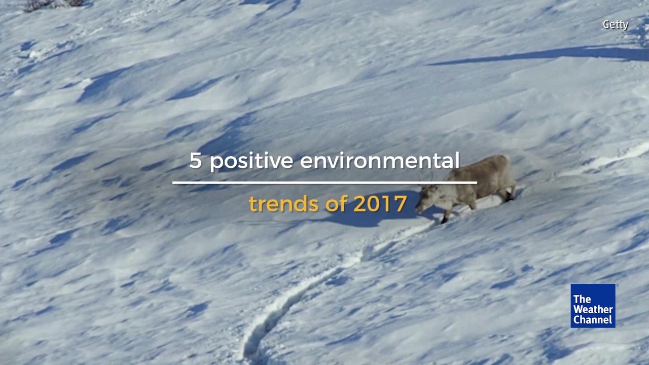 5 Positive Environmental Trends