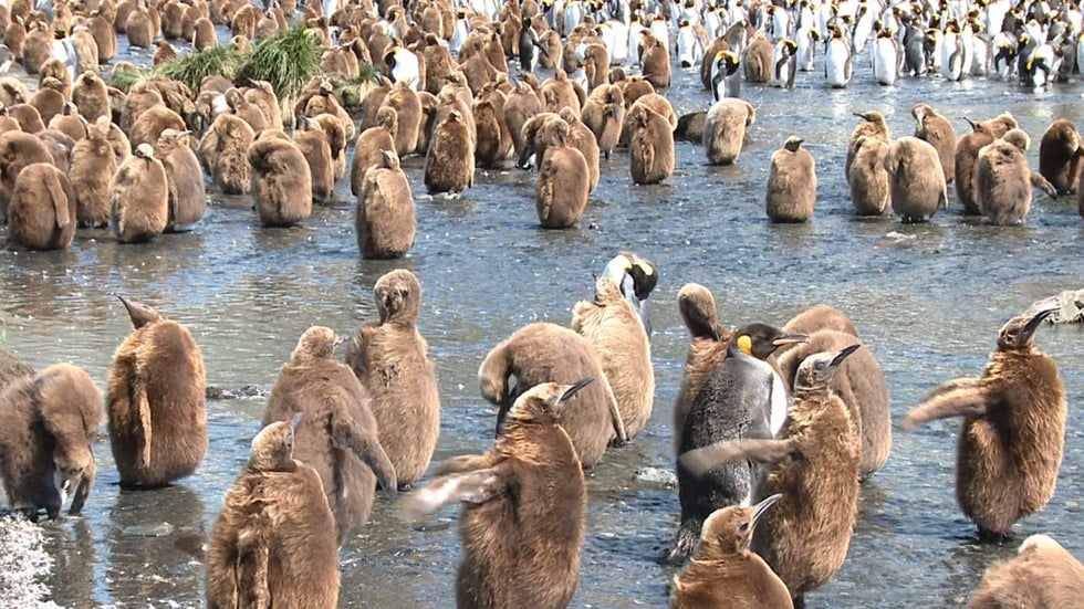 60 Percent of Earth’s Wildlife Gone Since 1970
