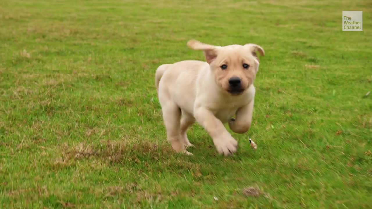 7 Facts To Keep Your Pup Safe From Dog Flu