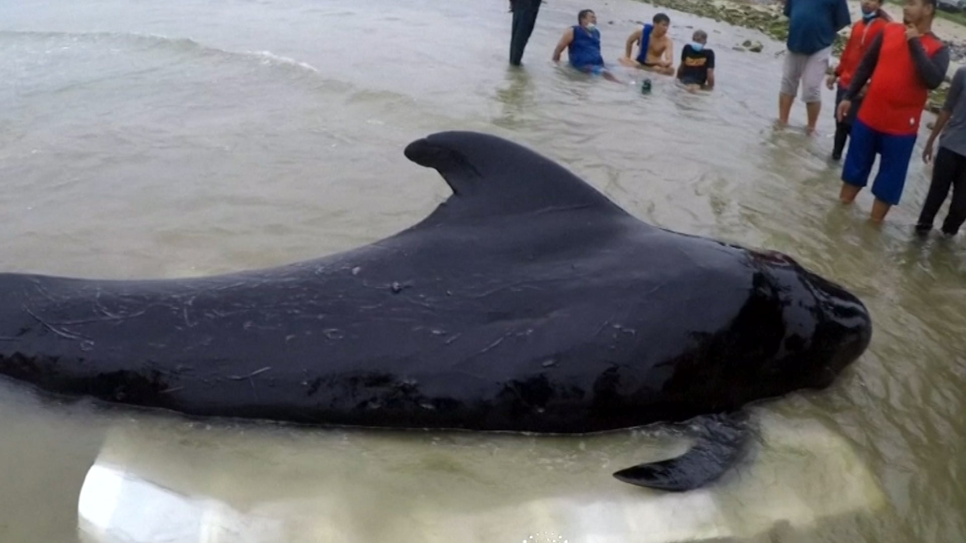 80 Plastic Bags Found Inside Dead Whale