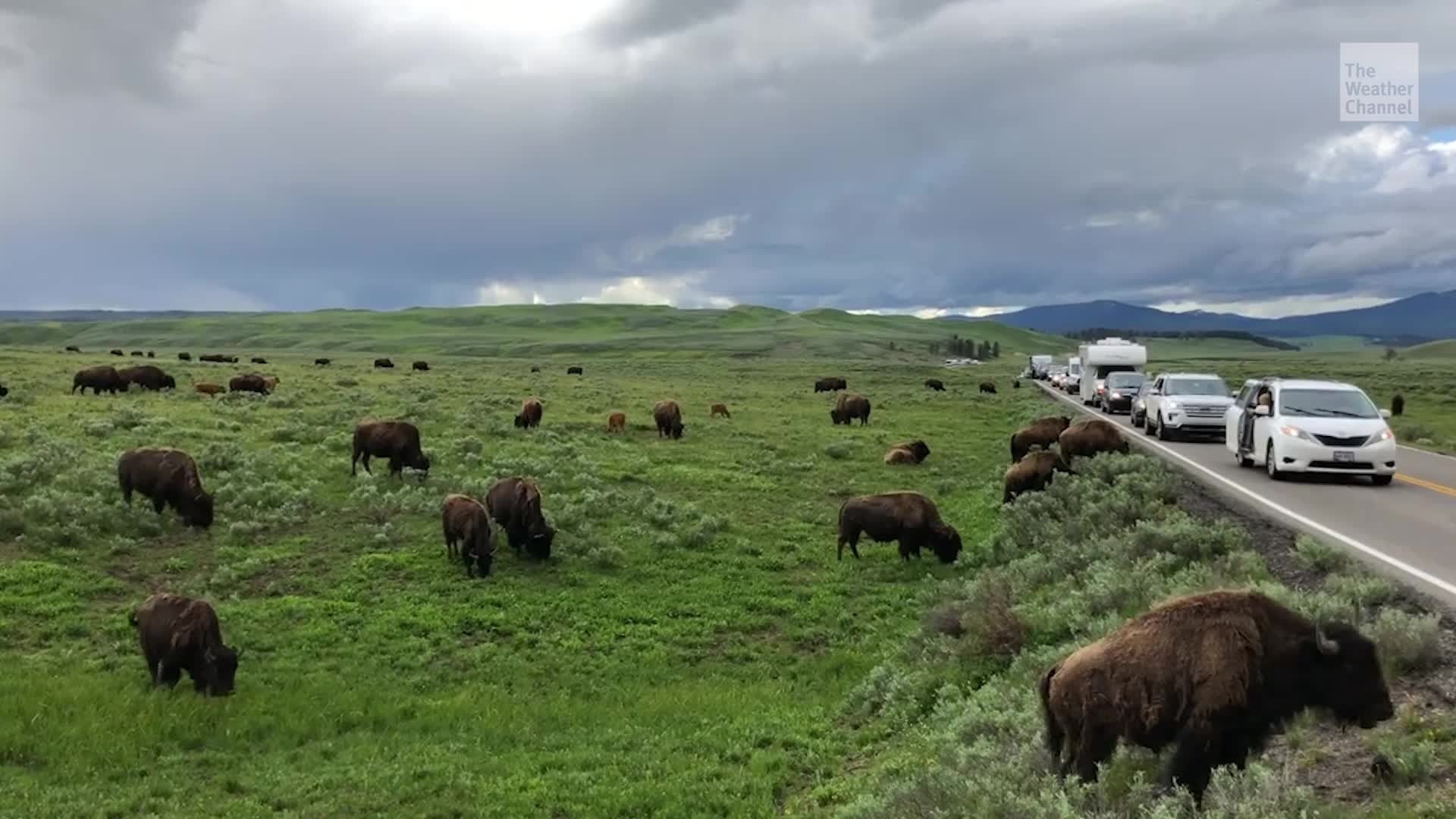 83-Year-Old Woman Gored By Bison At Yellowstone