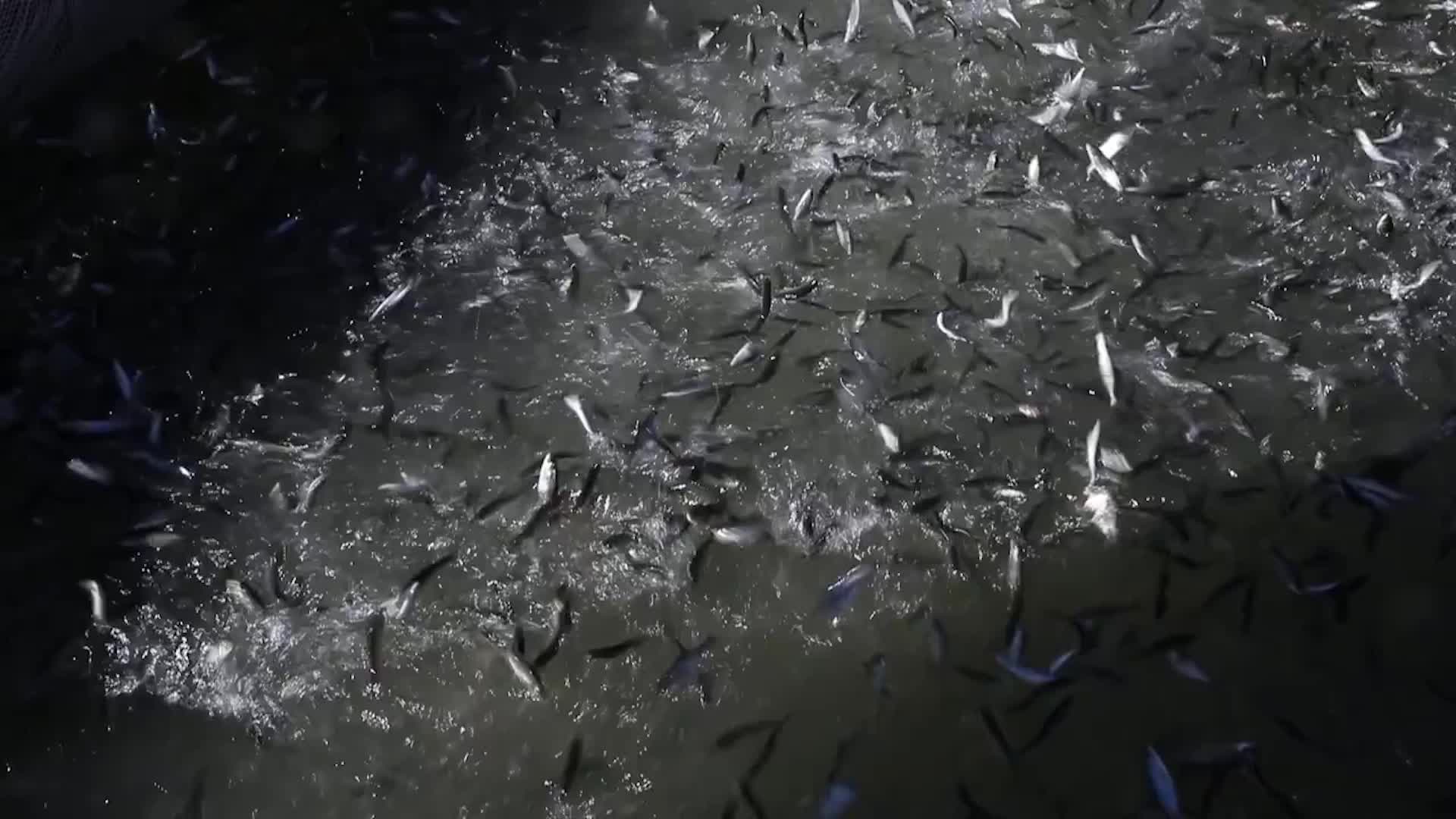 830,000 Young Salmon Released, Killed By Gas Bubble Disease