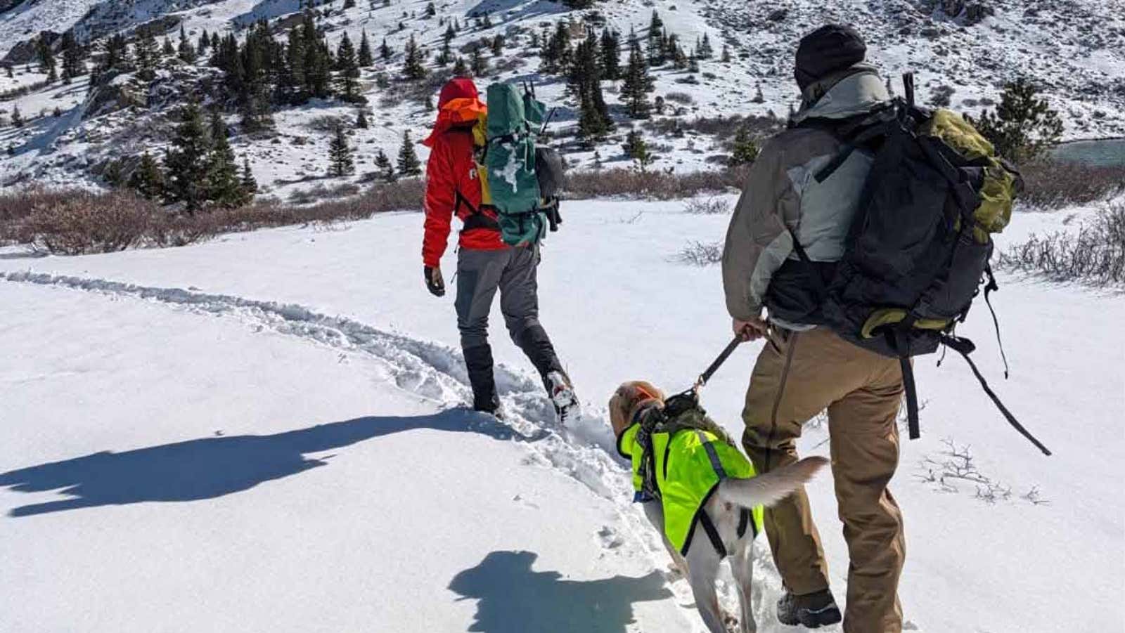 Canine searchers and their handlers were part of a 60-member team searching for the missing college students. ( Chaffee County Sheriff's Office )