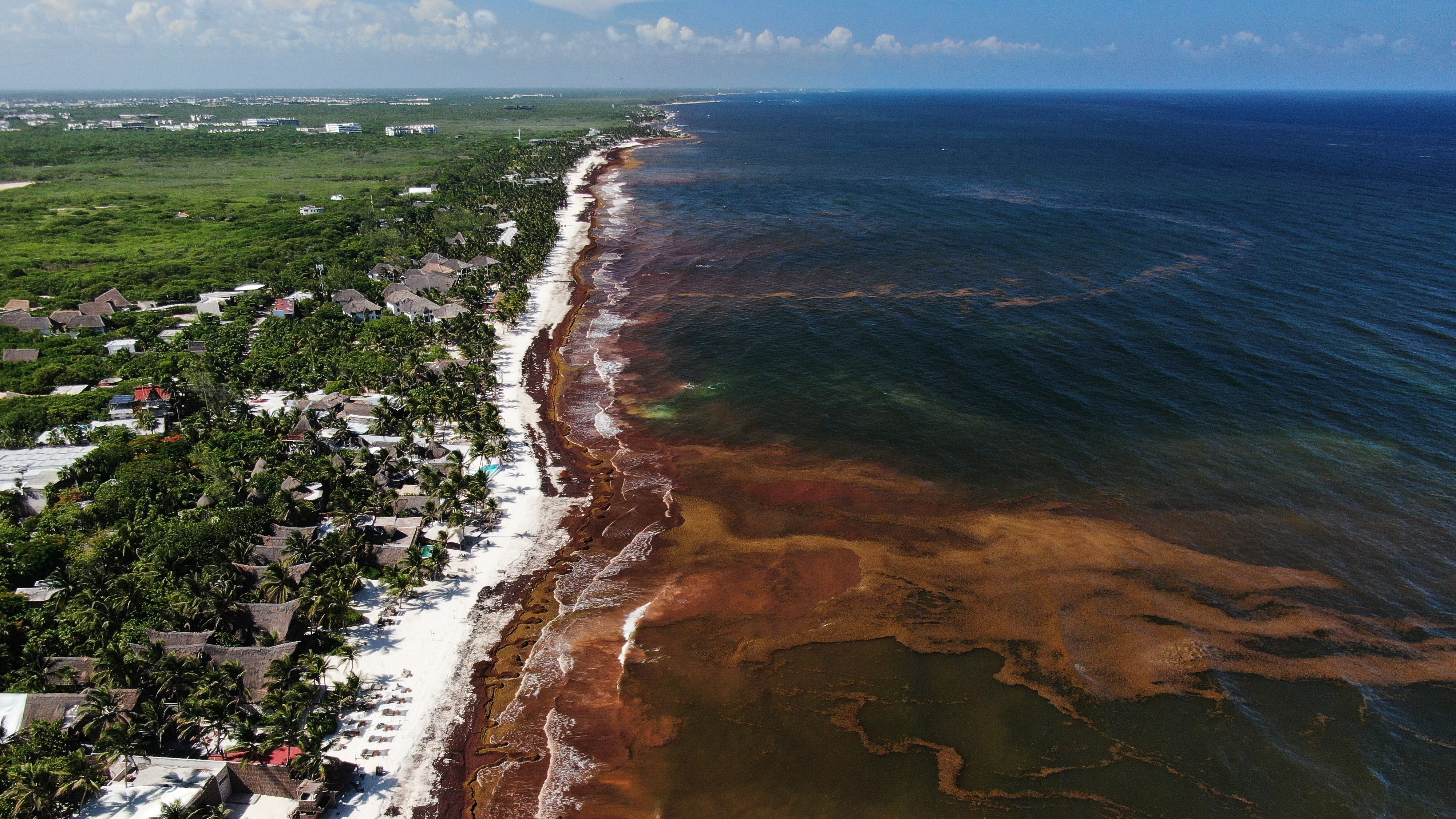 Sargassum gathers in the water off the coast of Tulum, Mexico, Thursday, July 30, 2026.