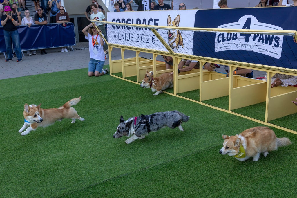 corgis