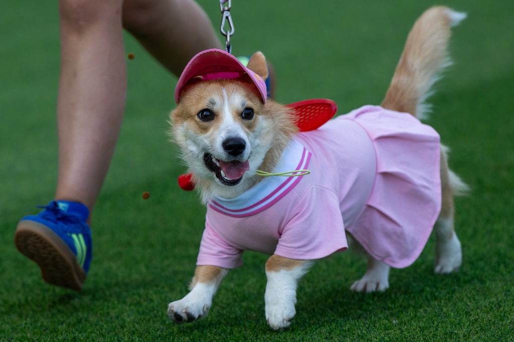 corgis