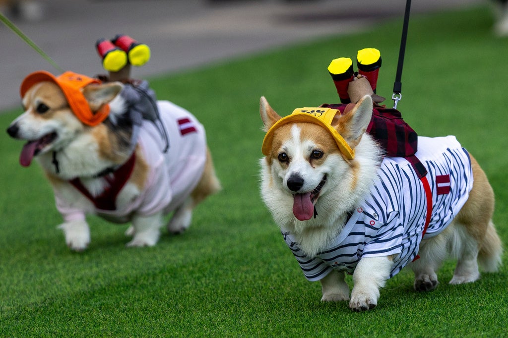 corgis