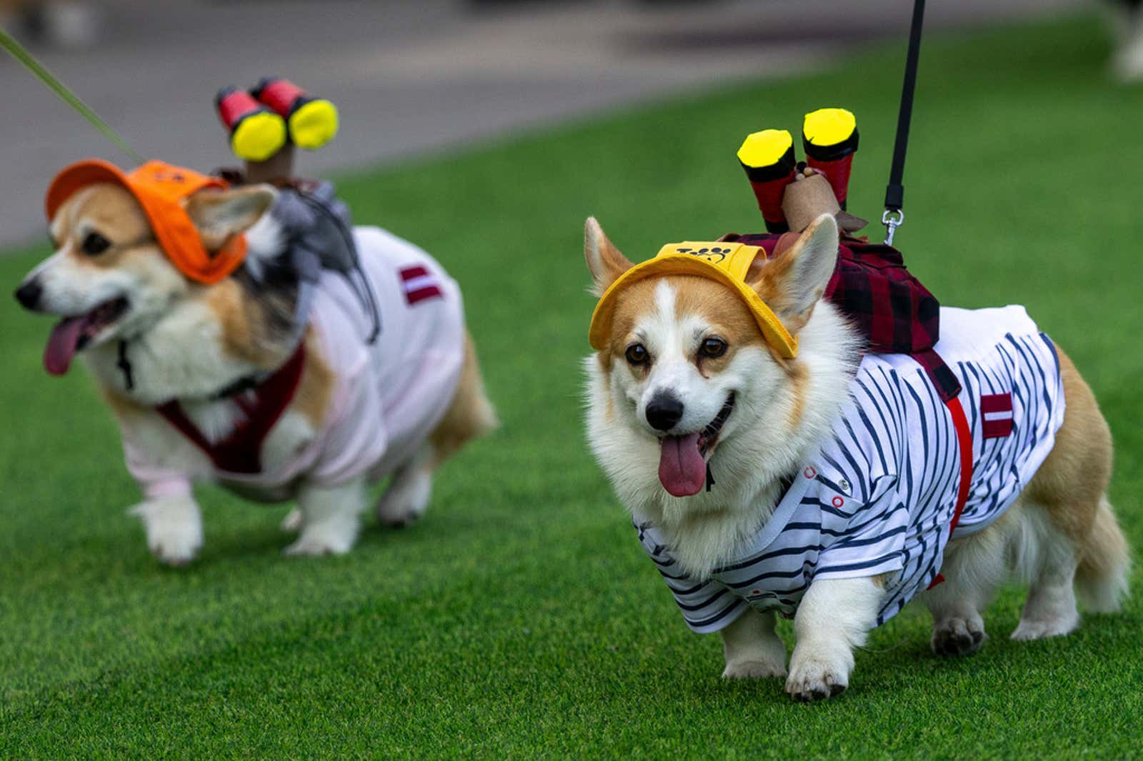 corgis