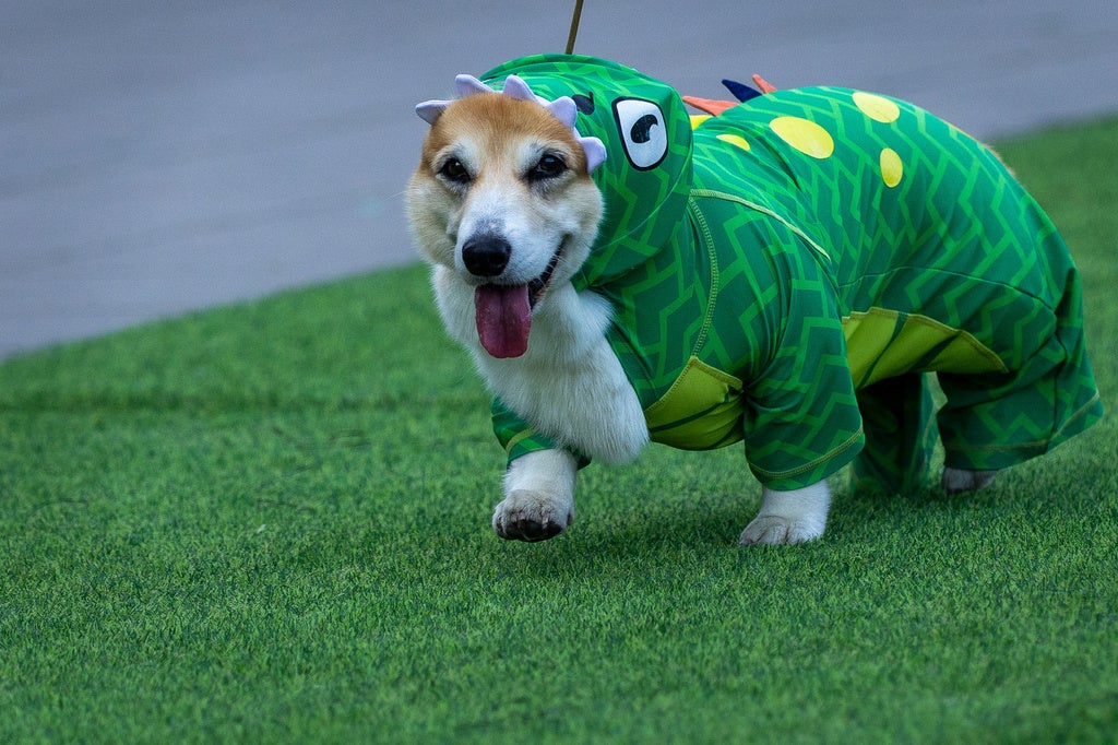 corgis