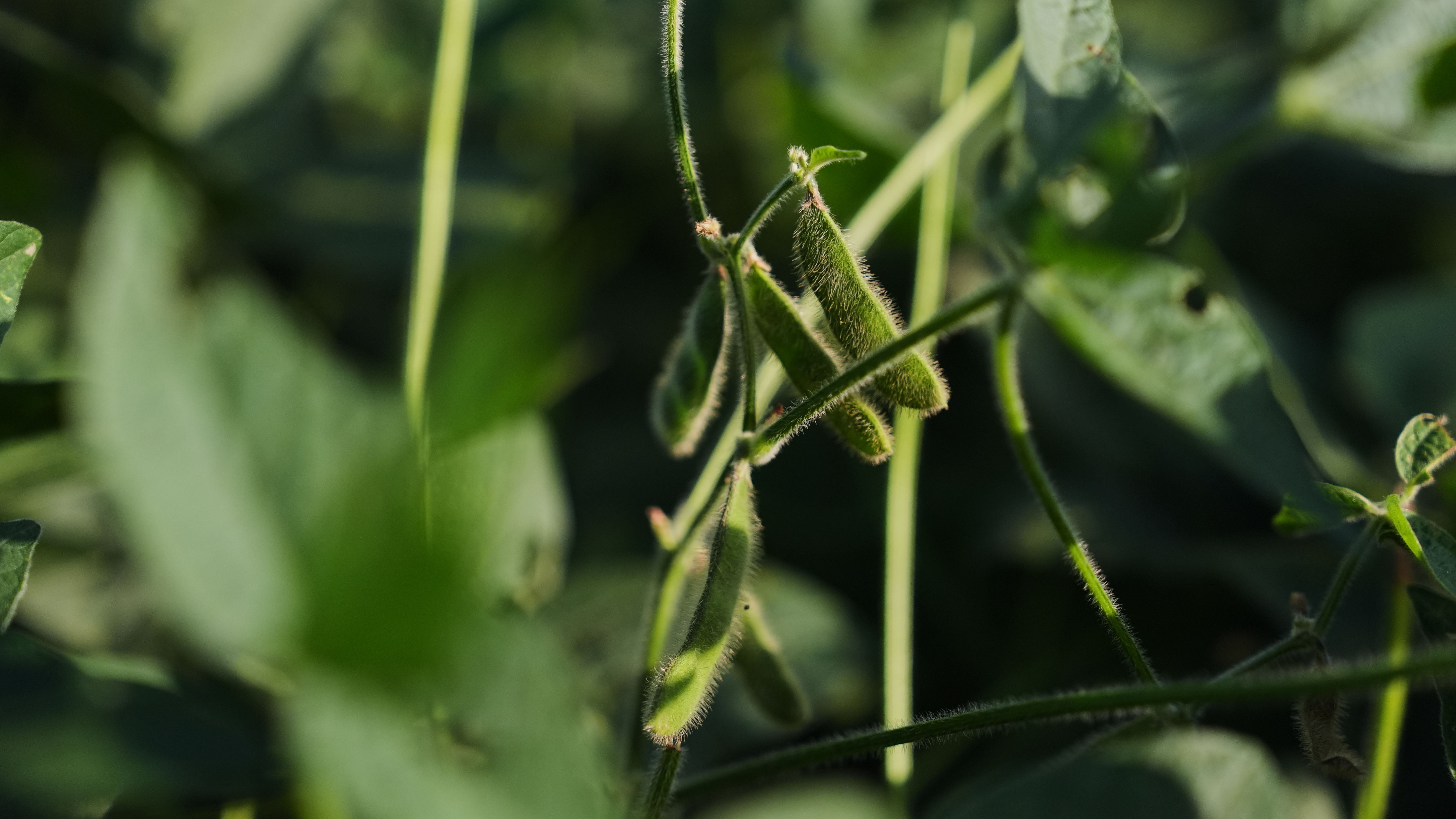 Close-up of fuzzy green soybean pods growing on a plant stem surrounded by leaves.