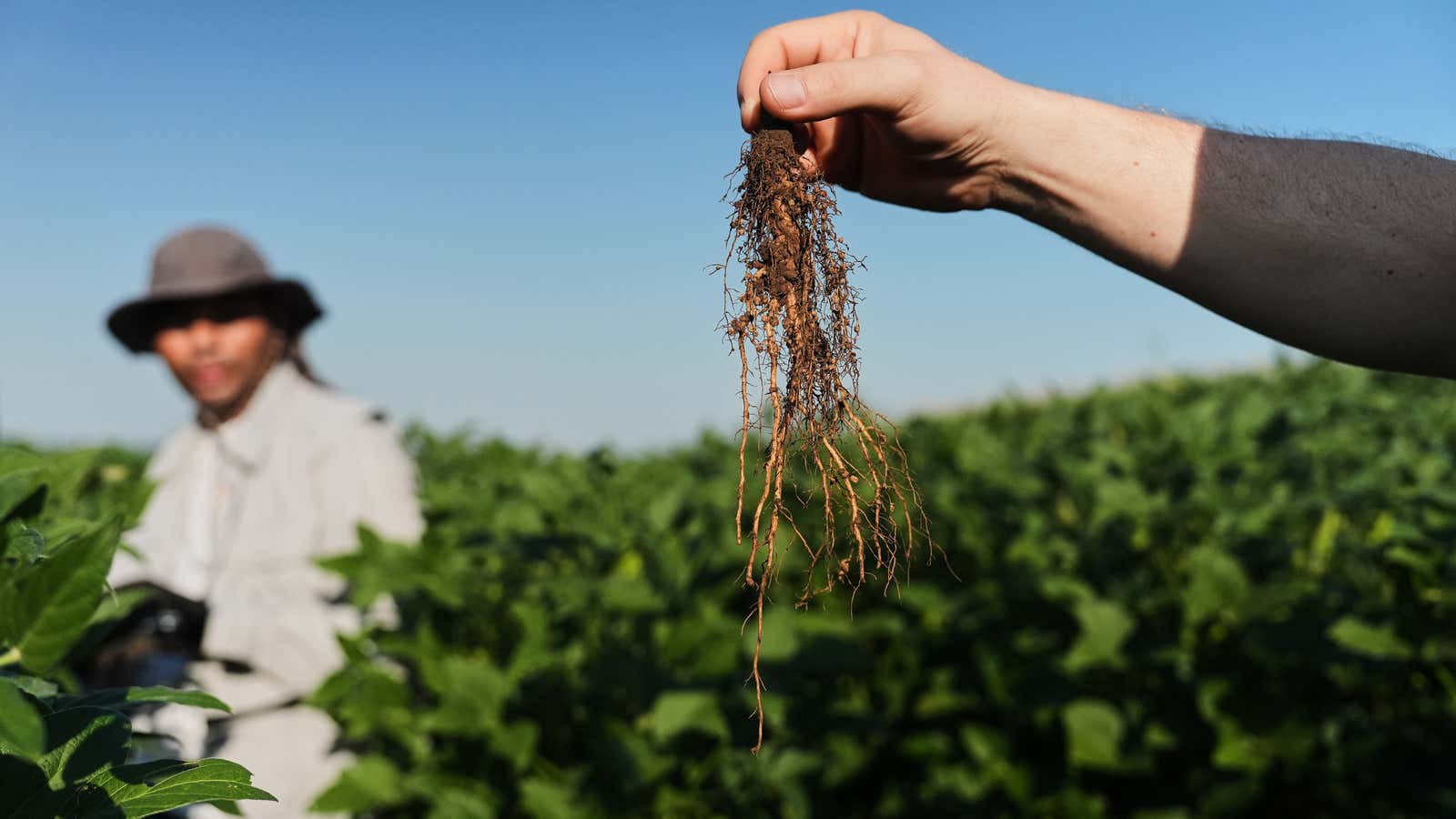 New soybean may help keep the air cleaner and beat drought