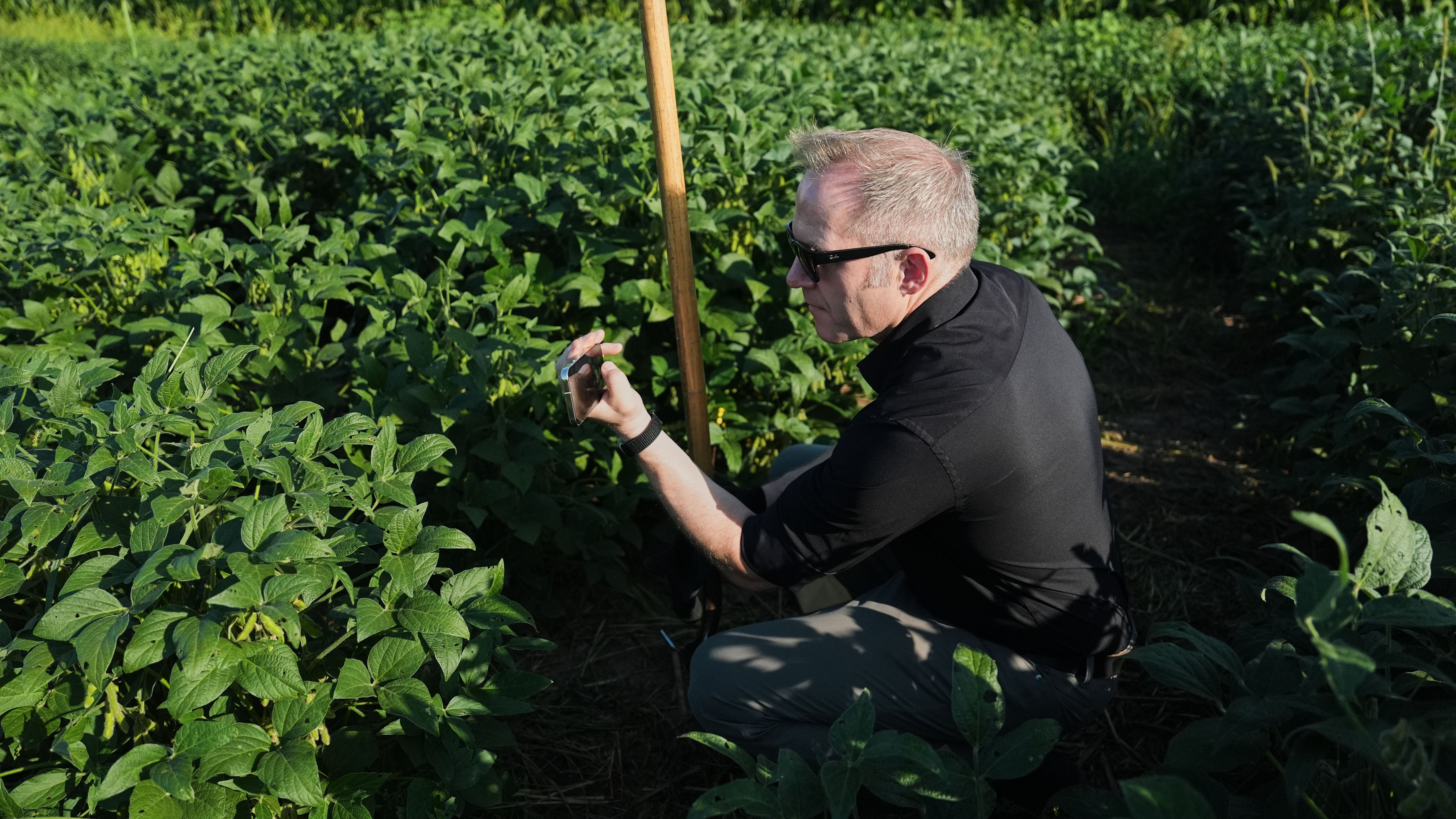 Man in sunglasses crouching in a soybean field, photographing plants with a smartphone.