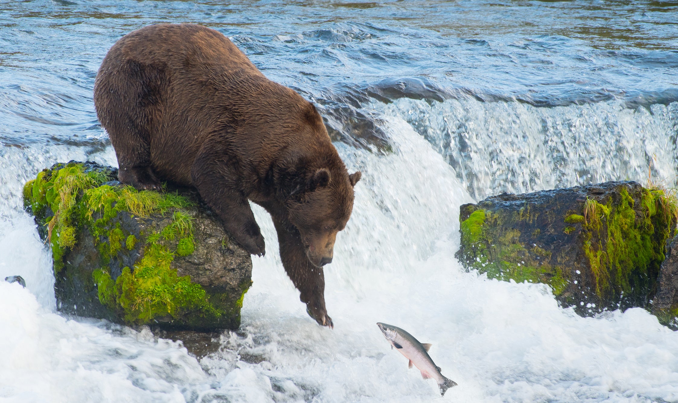 A brown bear standing in a river, catching a salmon mid-leap.