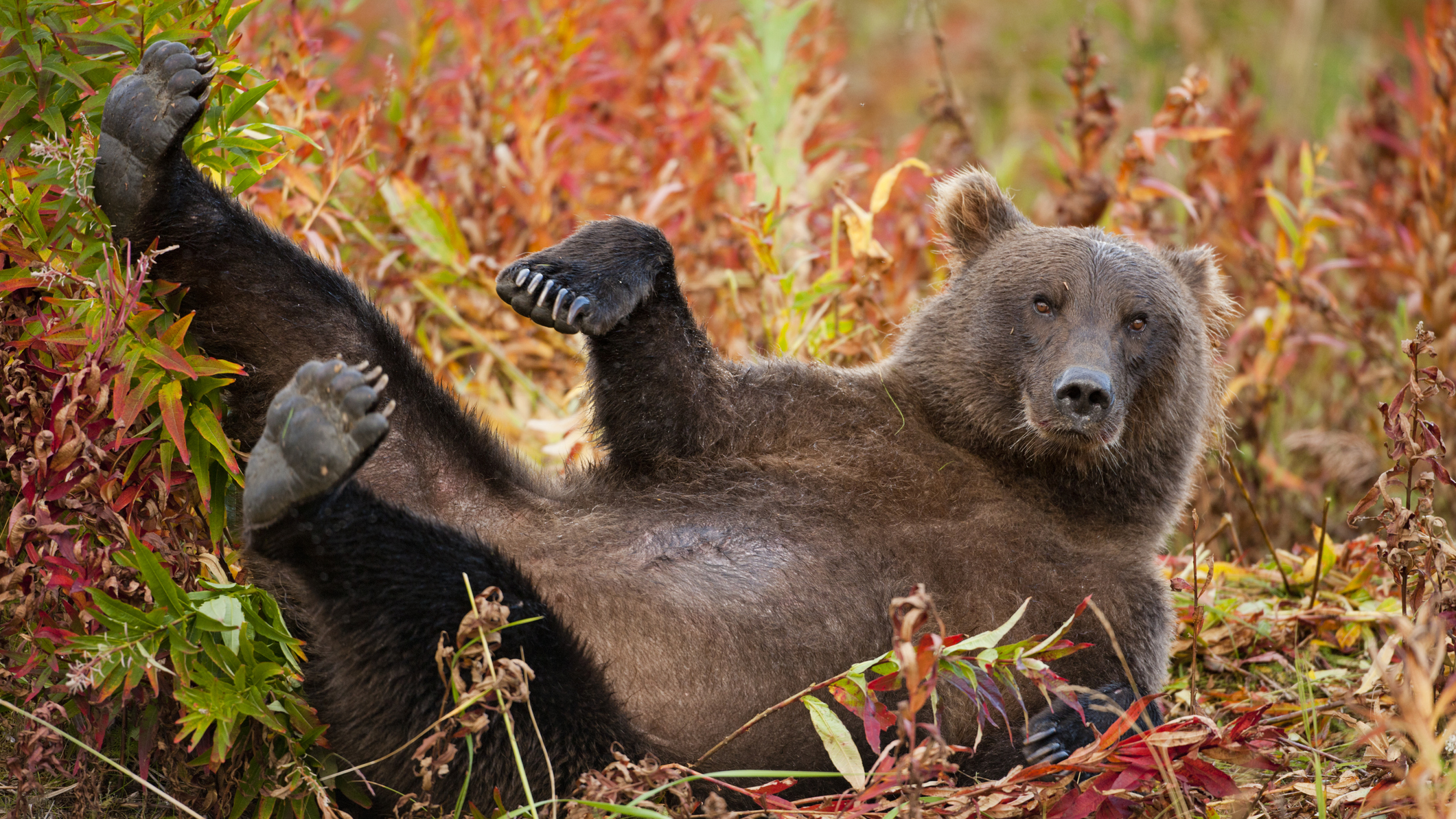 A coastal brown bear rolling in a field of orange and red fireweed near the coast in Katmai National Park, Alaska.