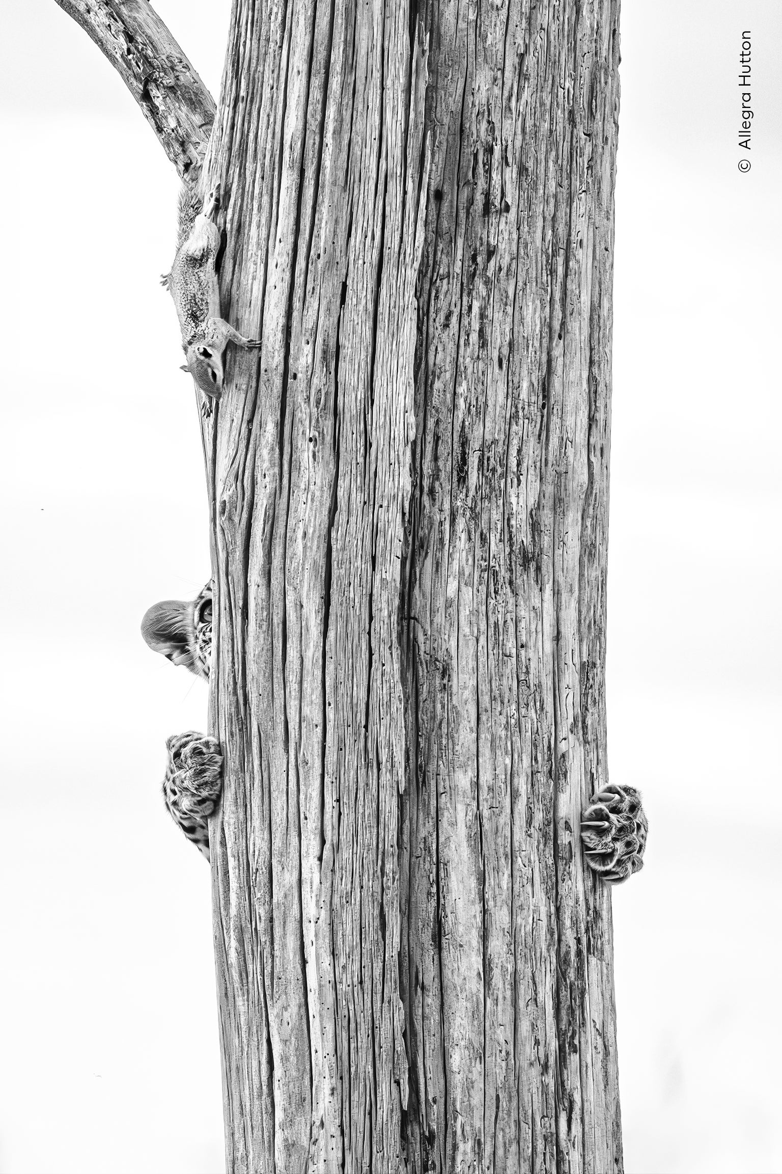 Allegra Hutton (USA) watches a young leopard chase a squirrel up a tree in Botswana&rsquo;s Okavango Delta.