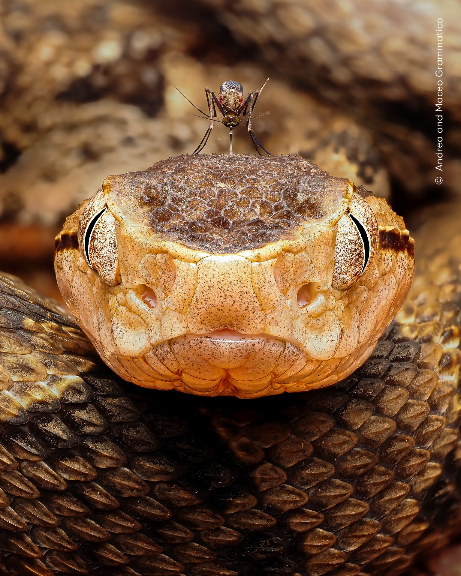 Andrea and Maceo Grammatico (France) get a snake&rsquo;s-eye view of a mosquito drinking a venomous viper&rsquo;s blood.
