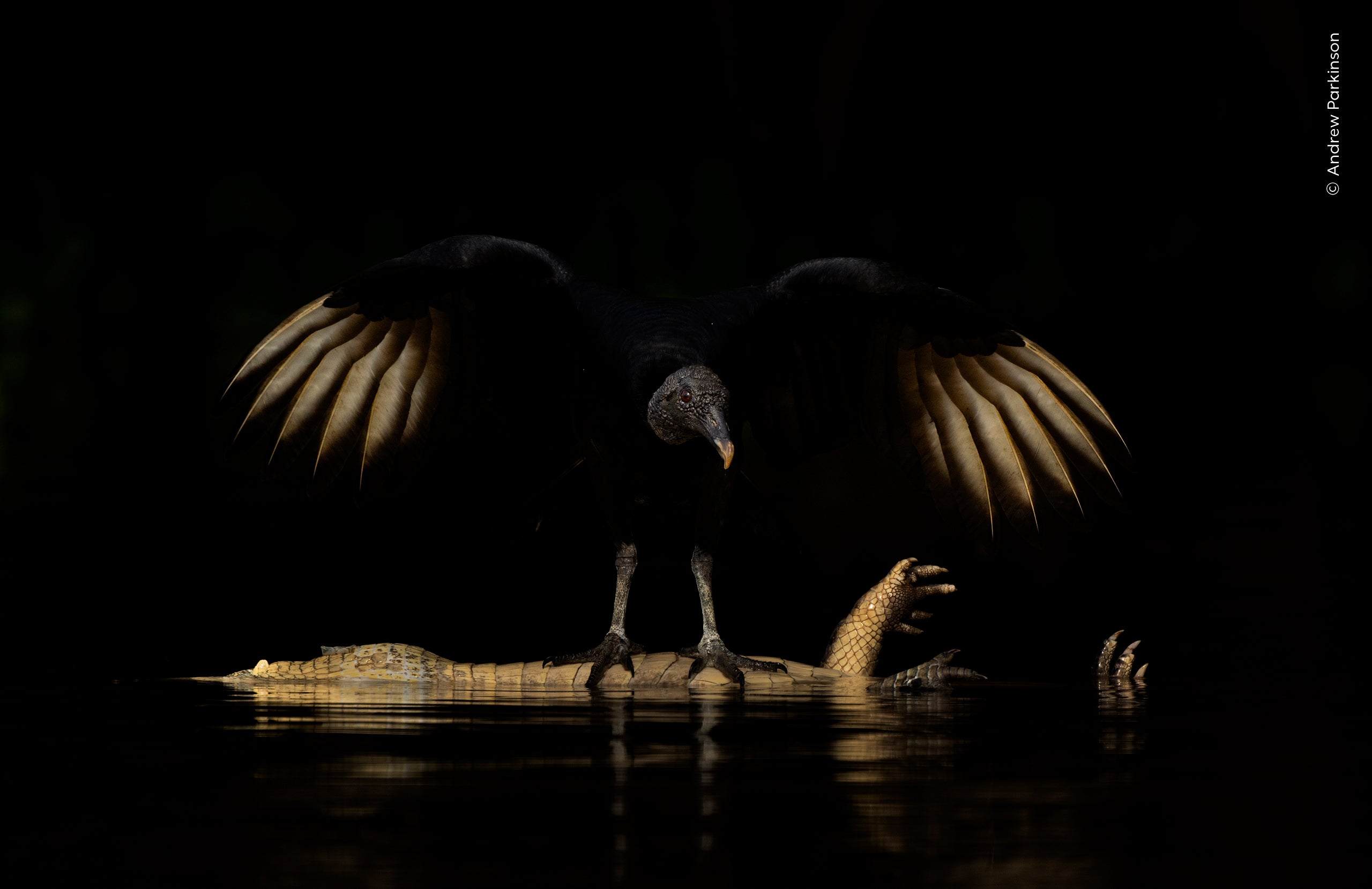 Andrew Parkinson (UK) spies a black vulture over the carcass of a yacar&eacute; caiman in Brazil&rsquo;s Pantanal wetlands.