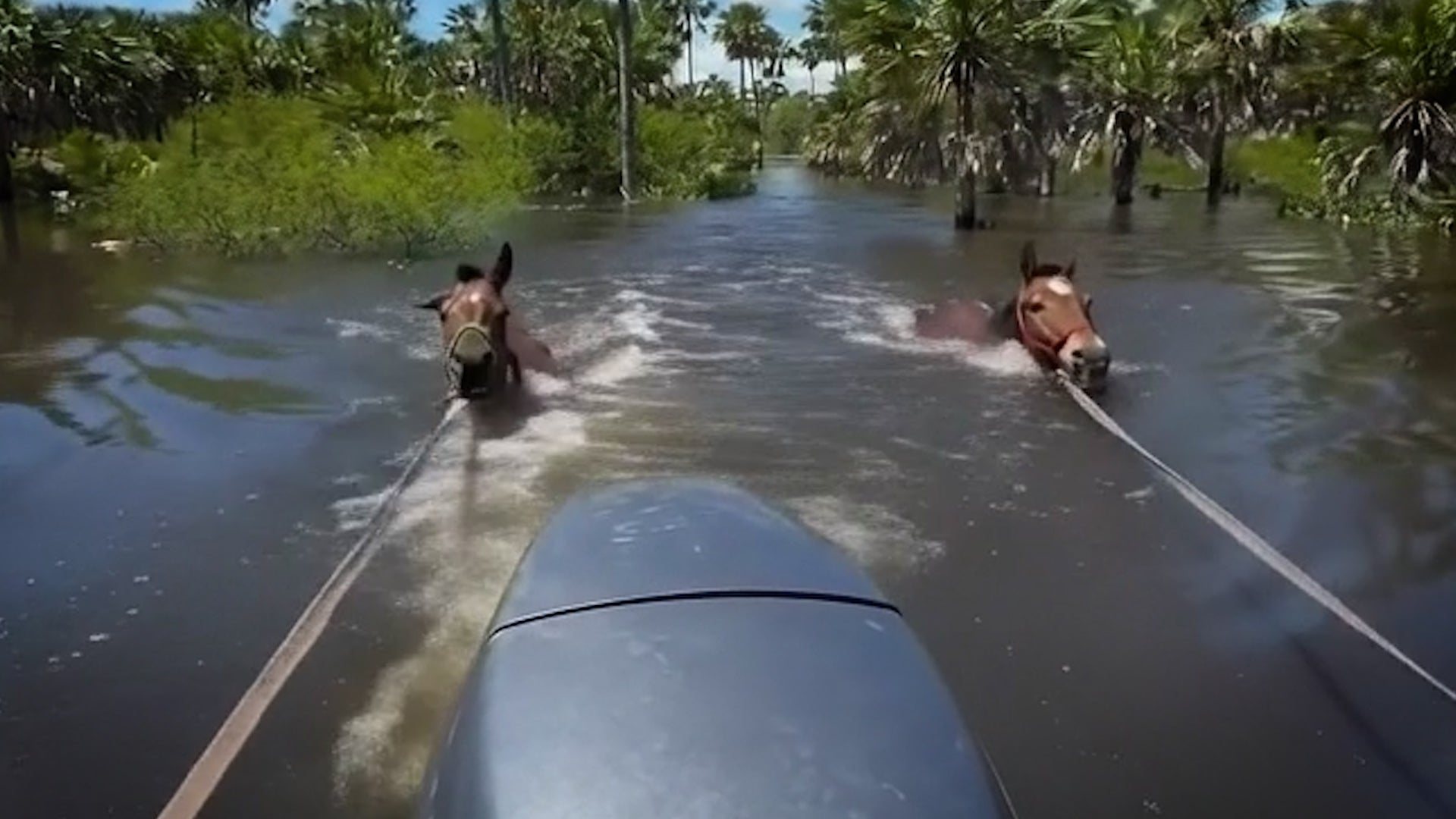 Watch: Volunteers rescue horses, cows from rising floodwaters