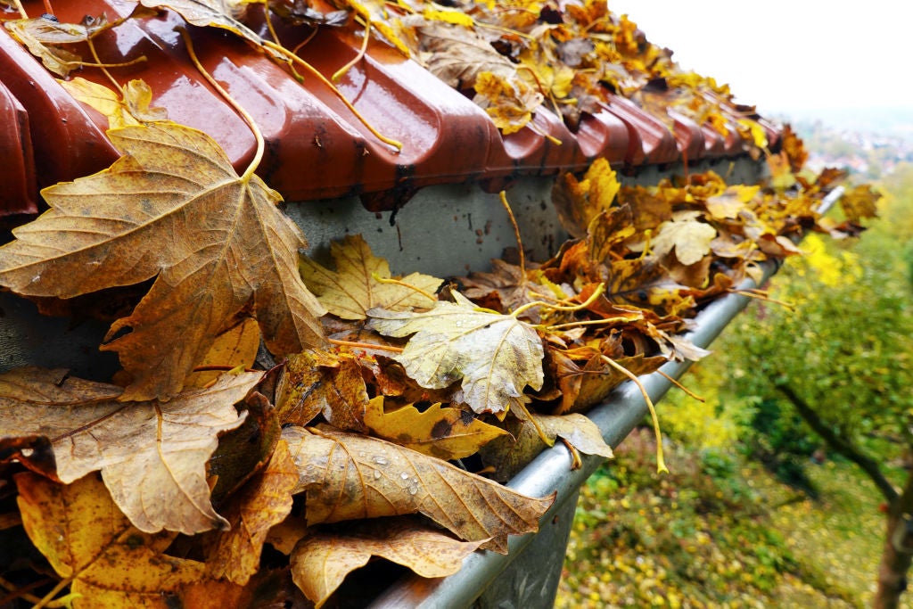 Autumn Leaves