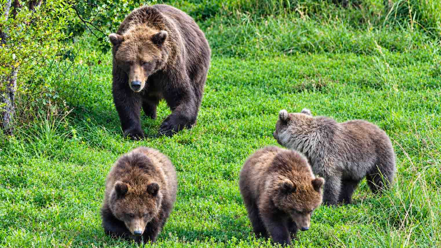 Mother grizzly bear walking through grassy field with three cubs