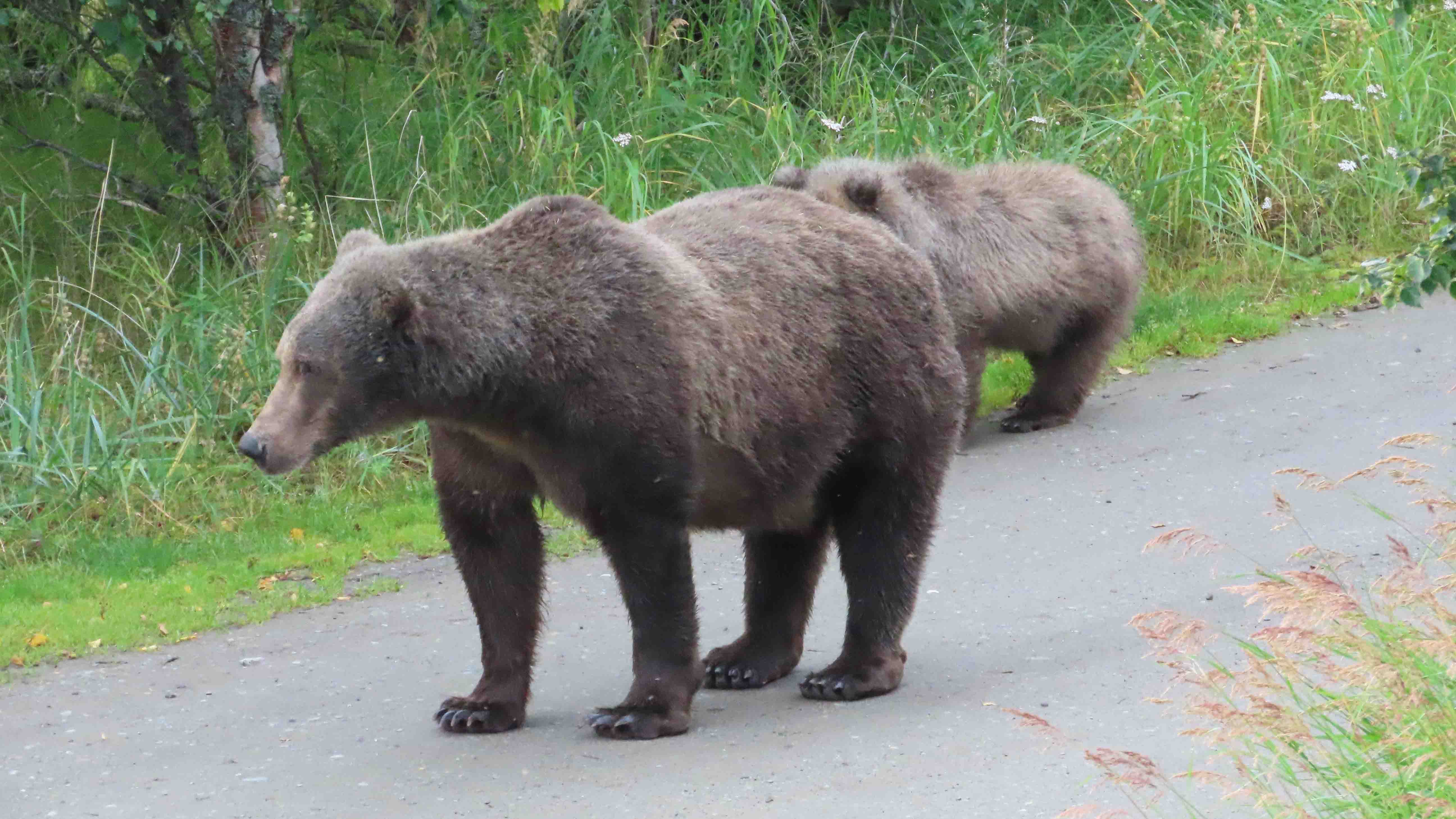 Two brown bears walking along a paved path beside tall grass and trees