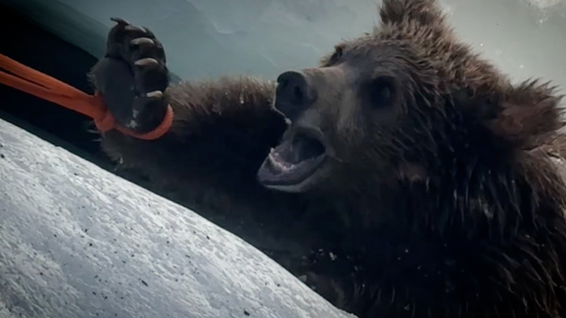 Bear cub rescued from glacier crevasse shows the danger hikers face