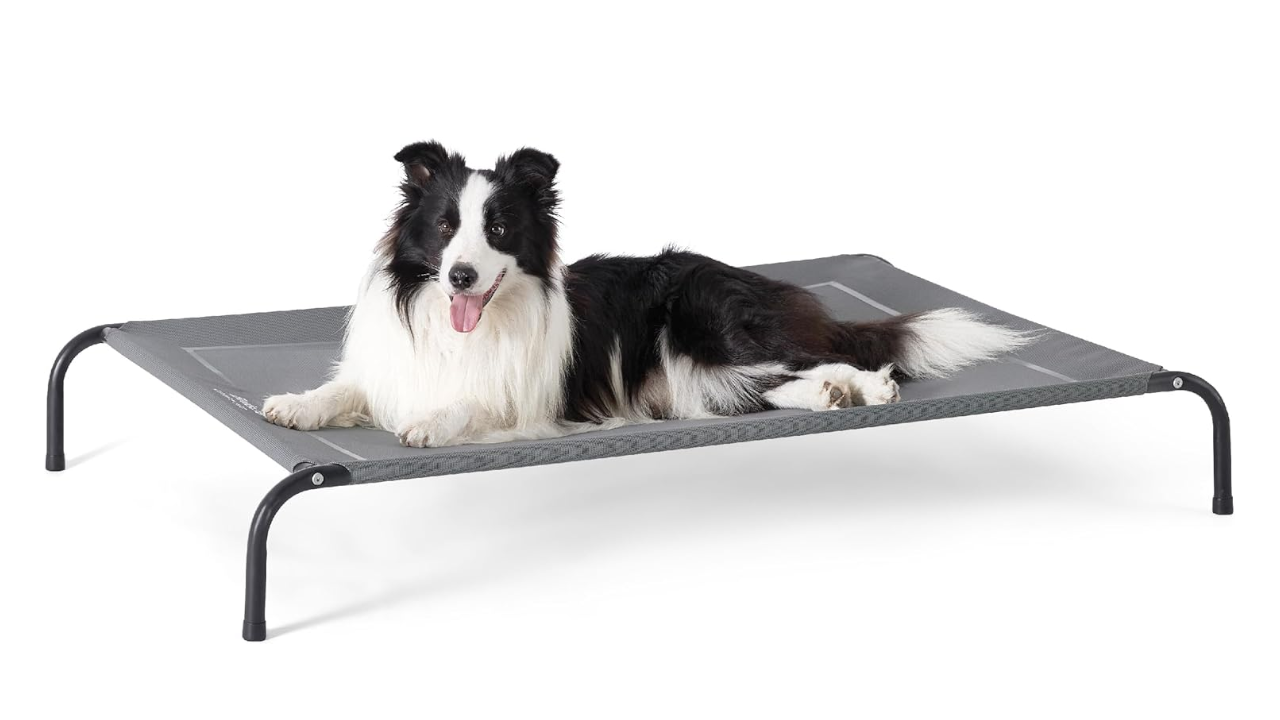 Black and white Border Collie lying on a raised gray fabric cot with metal frame against a white background