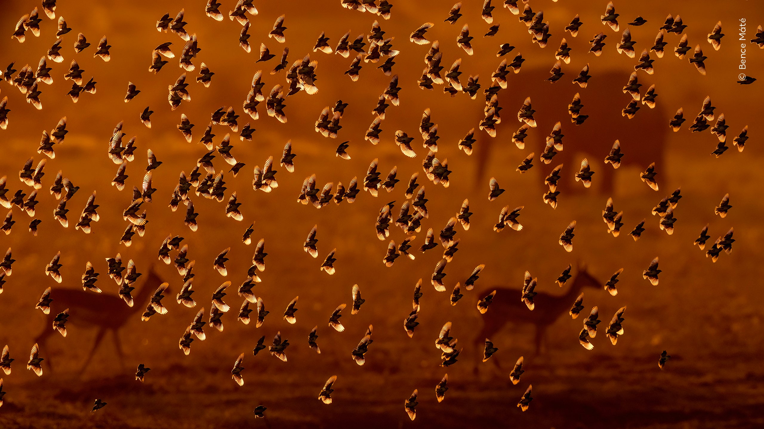 Bence M&aacute;t&eacute; (Hungary) observes a flock of birds descend to quench their thirst at a small pond.