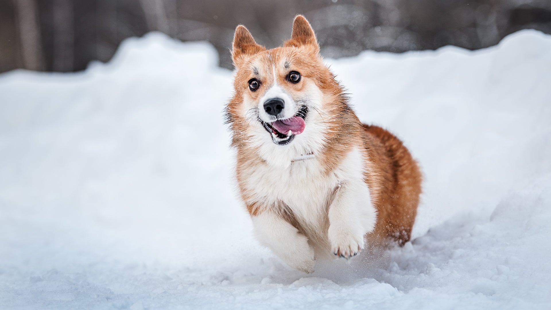 Cold weather tolerance in dogs: size, coat, acclimatization all matter