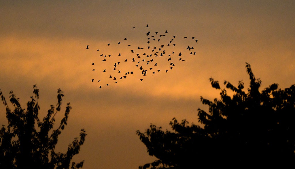 Birds migrating