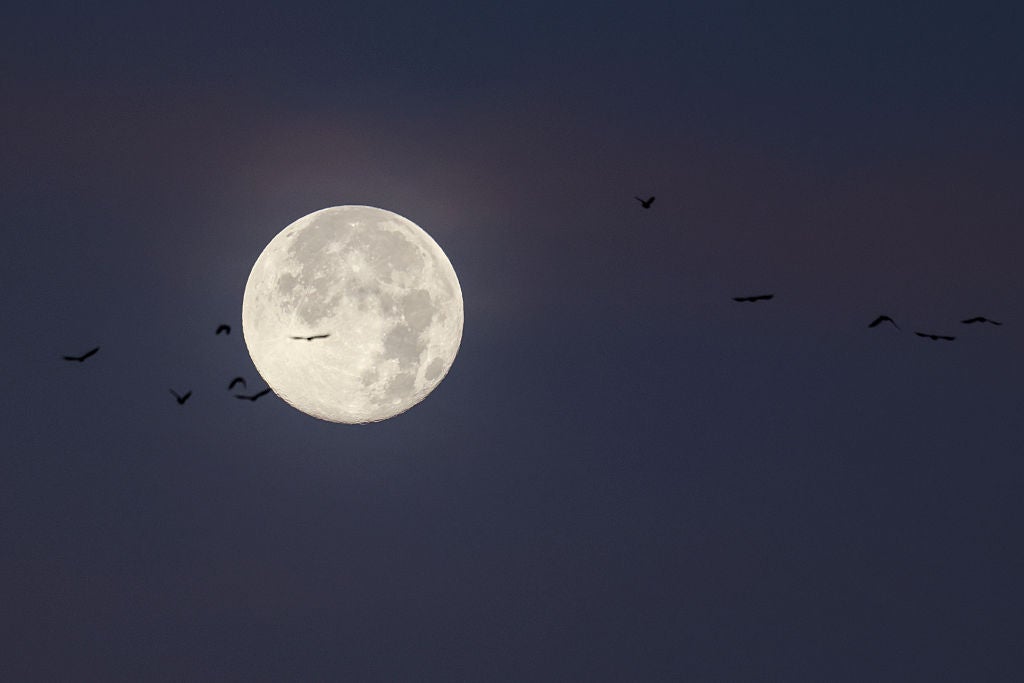 Birds flying