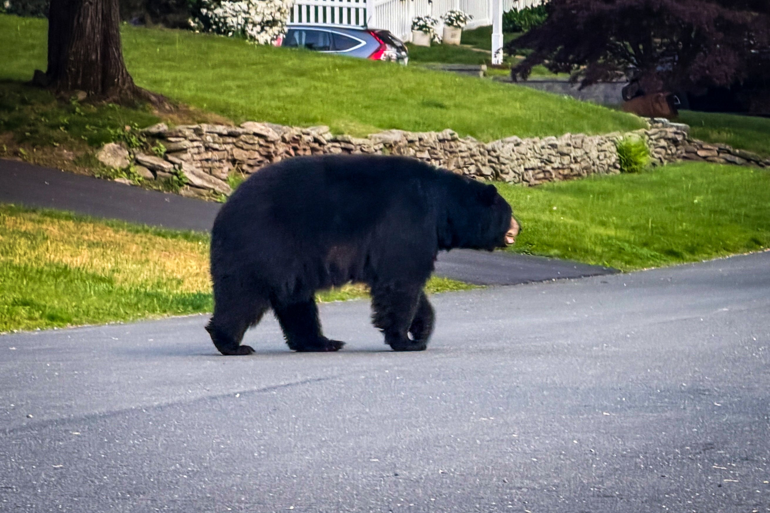 A black bear walking along a street in a suburban neighborhood, with houses and a sidewalk in the background.
