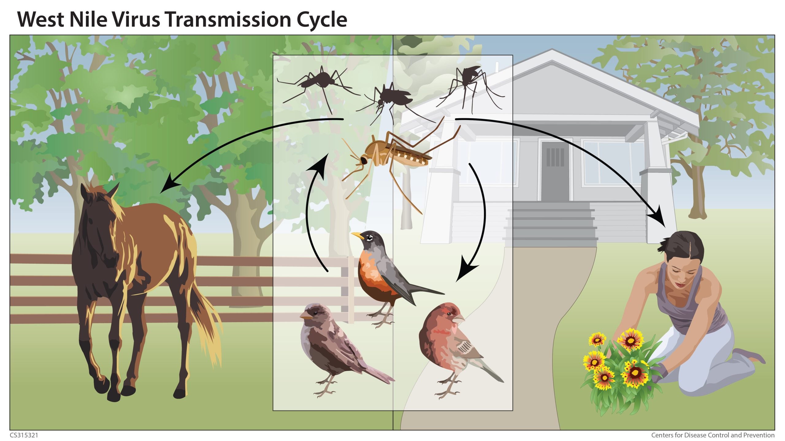 West Nile virus is maintained in the environment by mosquitoes and avian hosts, then transmitted to humans and horses through mosquito bites.