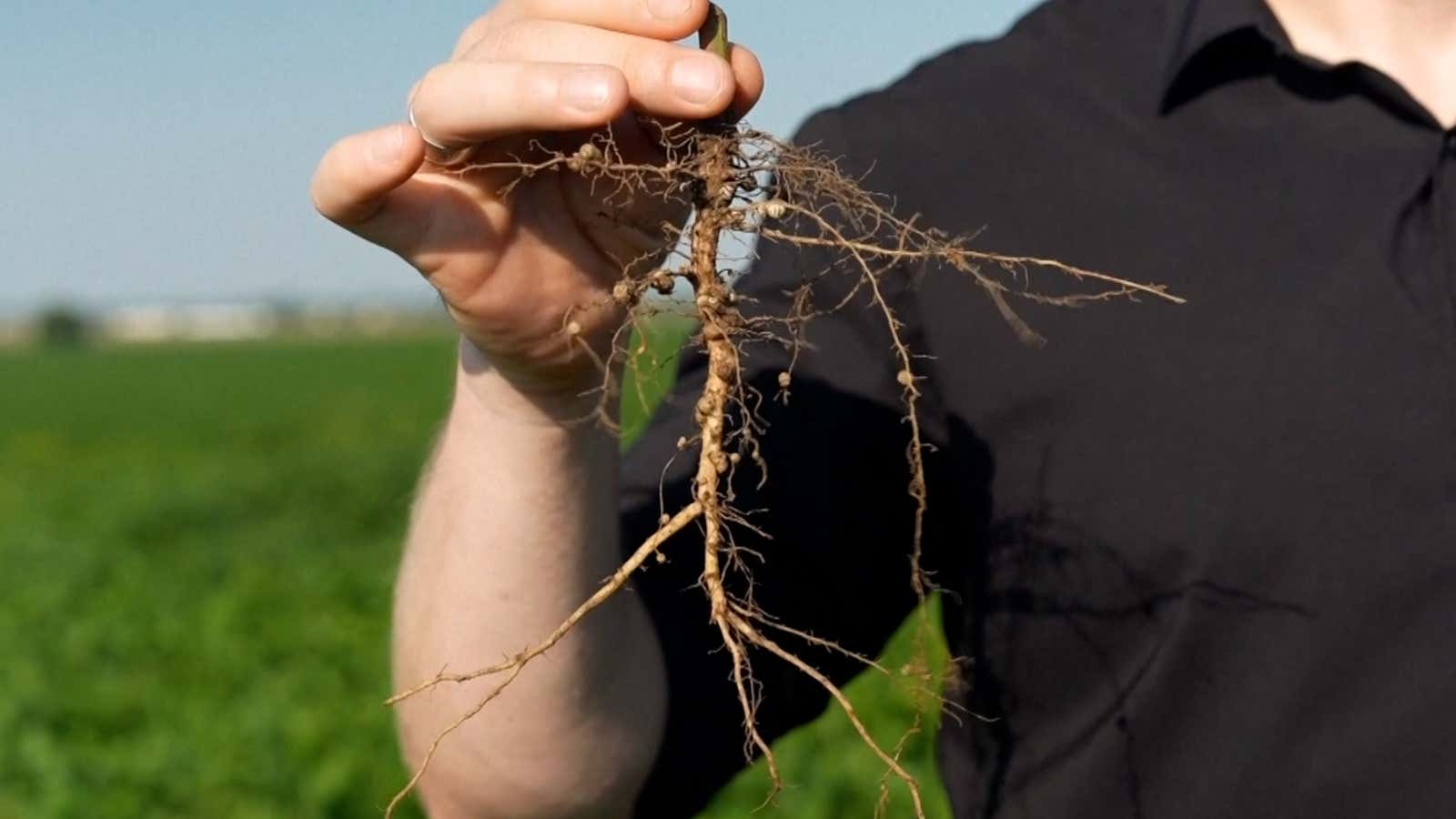 Could this new soybean keep the air cleaner and beat drought?